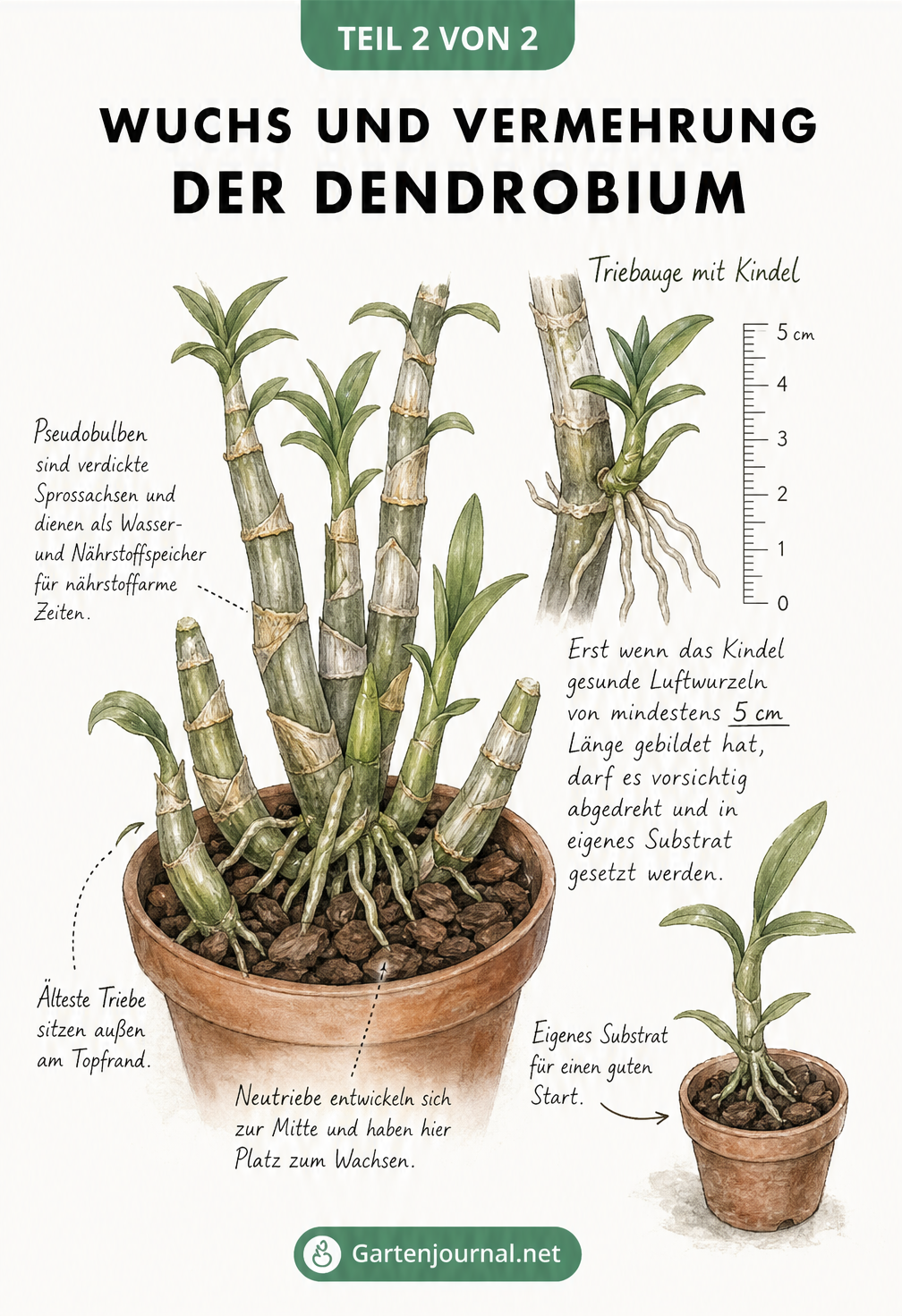 Detailzeichnung einer Dendrobium-Orchidee mit Pseudobulben und einem Kindel am Stamm, dessen Wurzeln an einem Maßband 5 cm Länge zeigen.