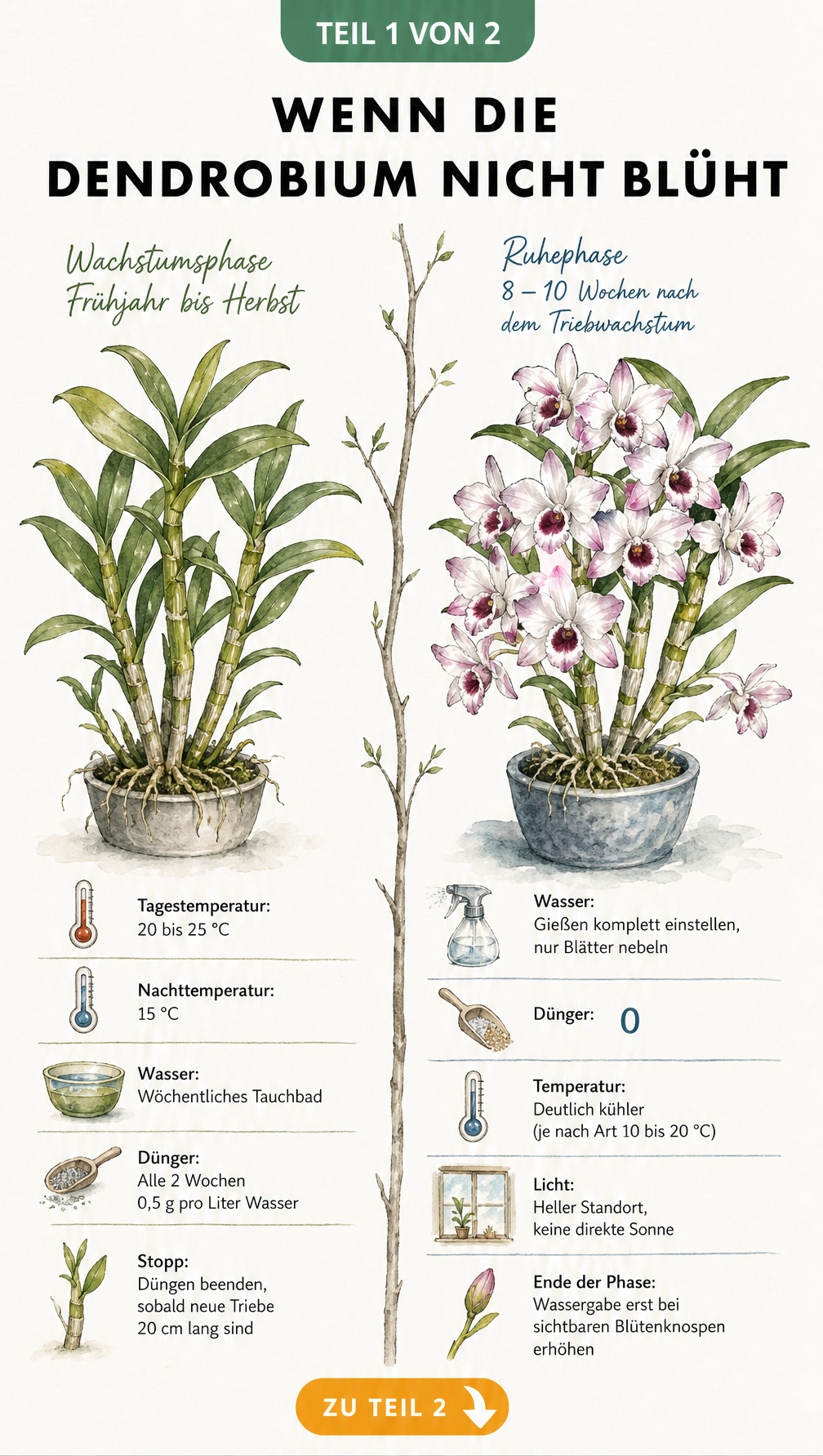 Botanische Illustration einer Dendrobium-Orchidee im Vergleich: links grün ohne Blüten in der Wachstumsphase, rechts mit prächtigen Blüten in der Ruhephase.