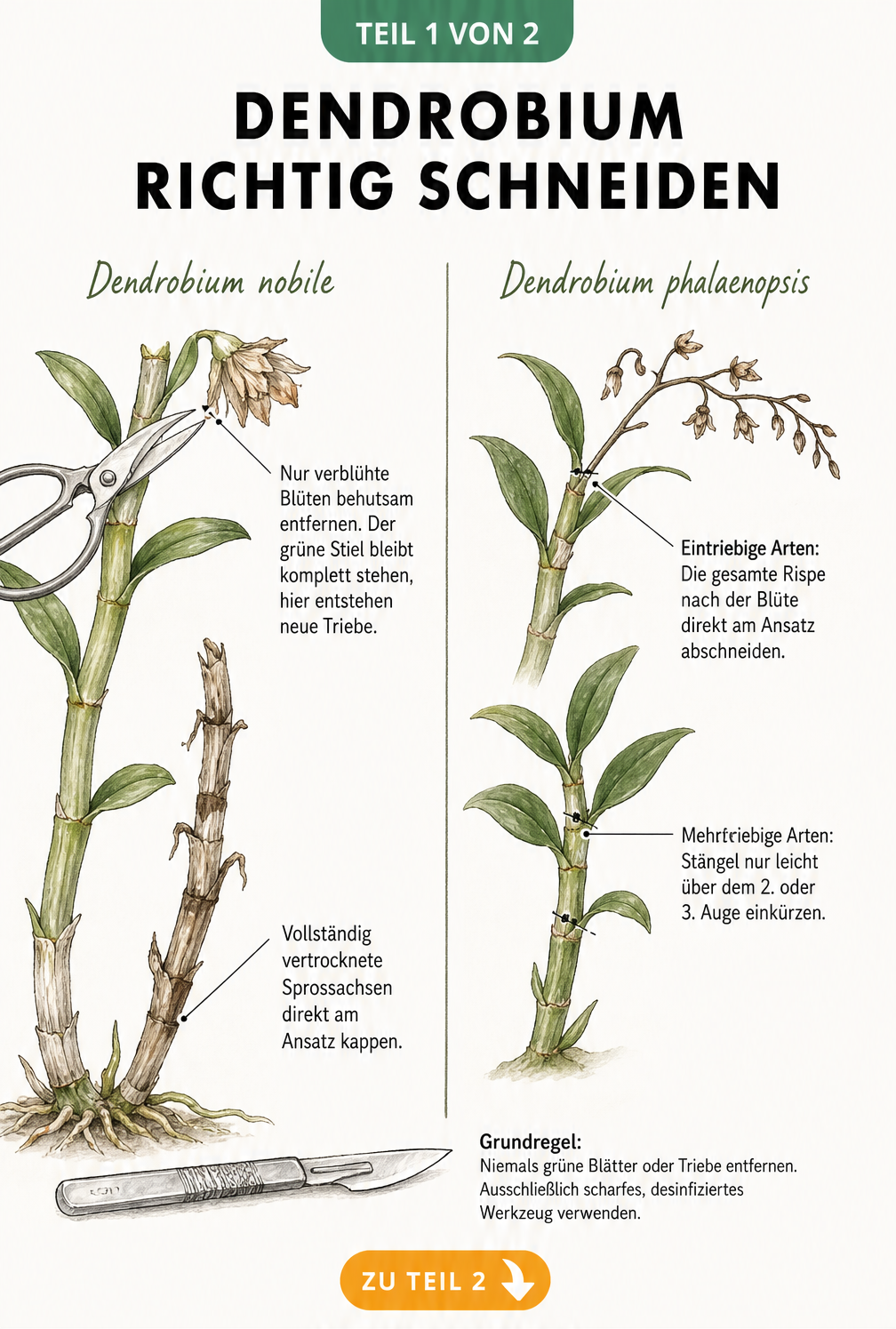 Botanische Illustration zum richtigen Schnitt von Dendrobium nobile und Dendrobium phalaenopsis nach der Blüte