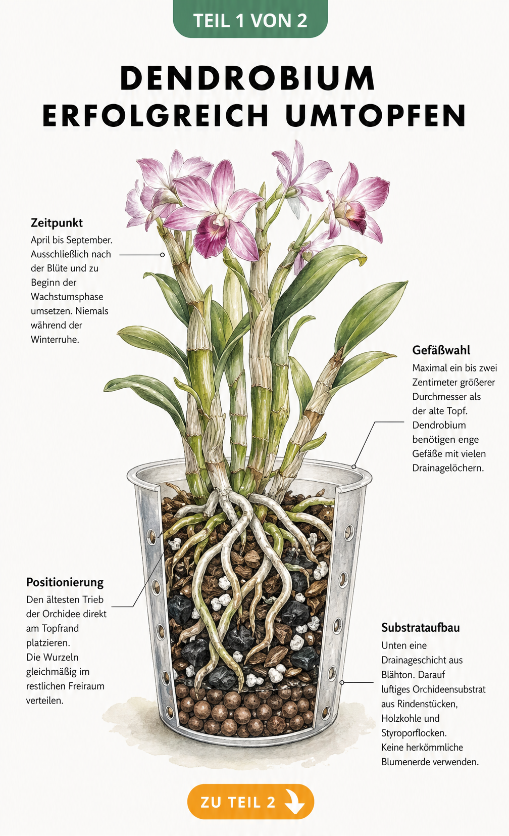 Botanische Querschnitts-Illustration einer Dendrobium-Orchidee im neuen Pflanzgefäß mit Hinweisen zu Zeitpunkt, Gefäßwahl, Positionierung und Substrataufbau.