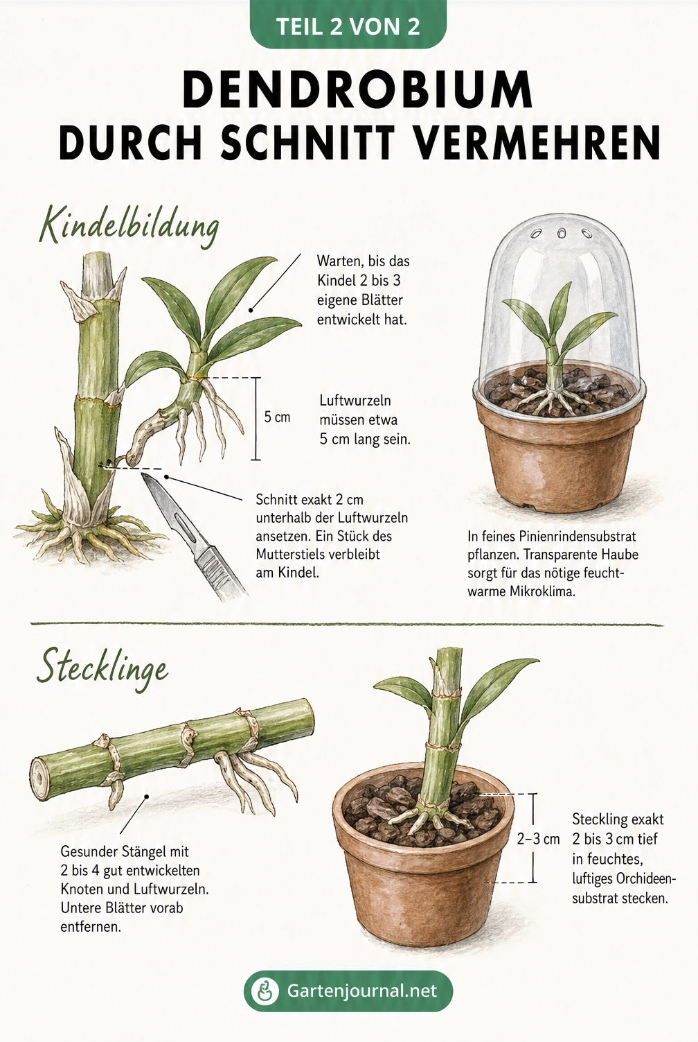 Illustration zur Vermehrung von Dendrobium-Orchideen durch Kindel und Stecklinge