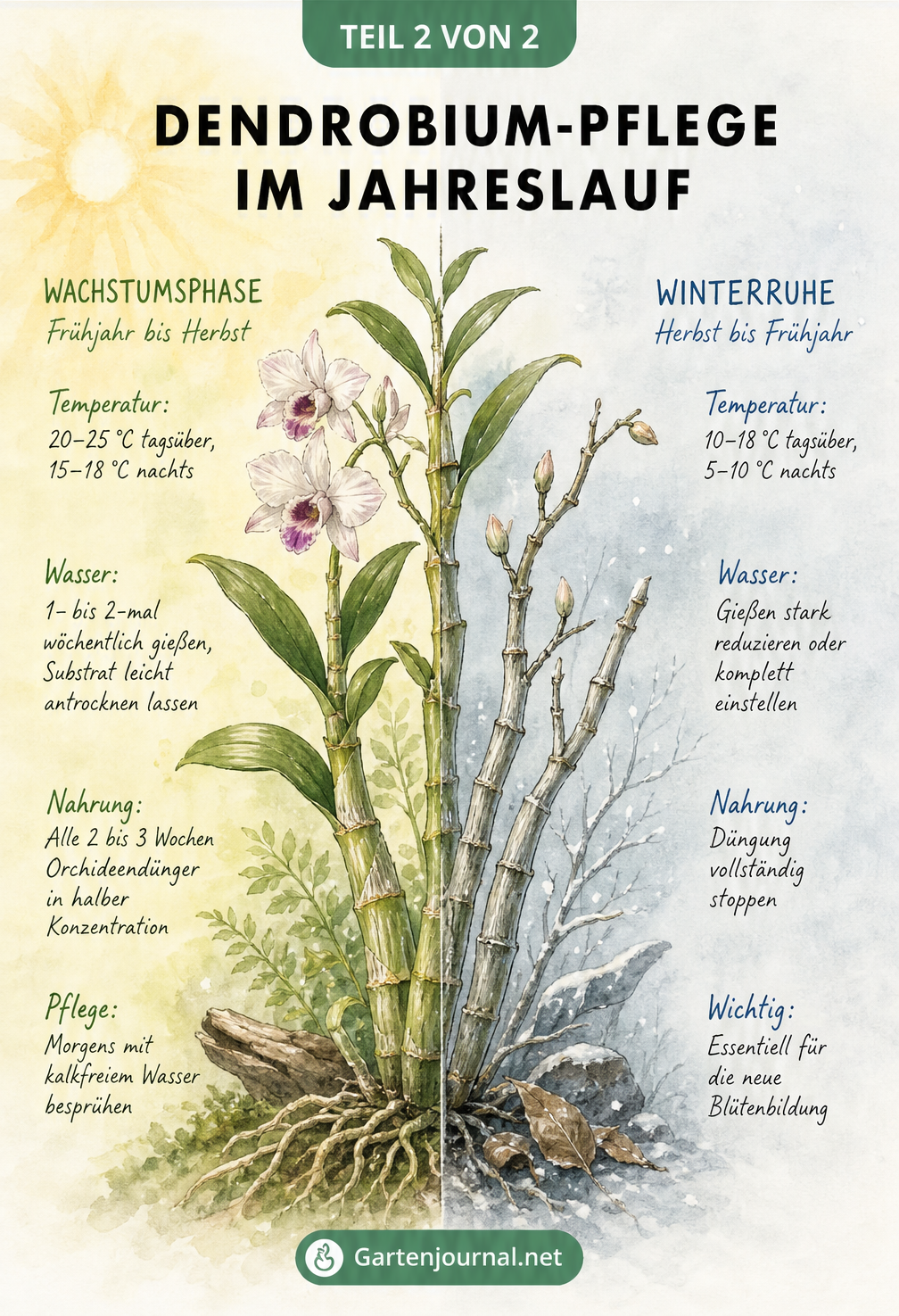 Illustration einer Dendrobium-Orchidee im Jahresverlauf mit Pflegehinweisen für Wachstumsphase und Winterruhe