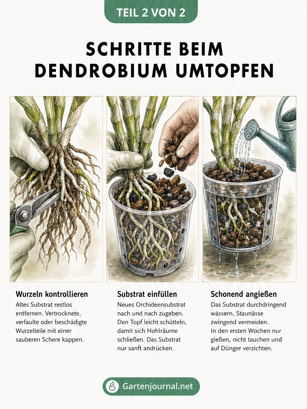 Drei Illustrationen zeigen die Schritte beim Umtopfen: Wurzeln mit einer Schere beschneiden, neues Substrat einfüllen und die Orchidee schonend angießen.