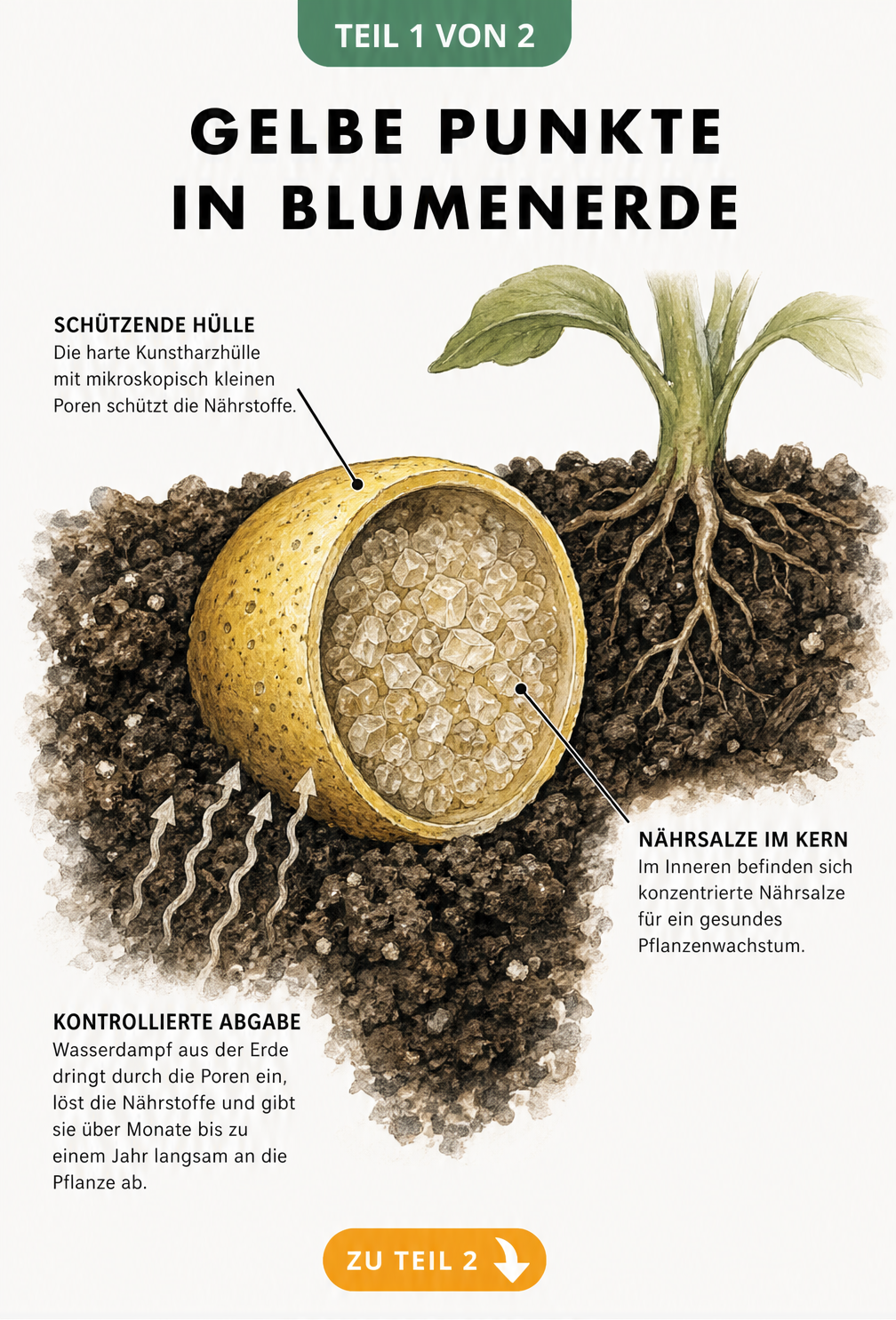 Makro-Darstellung eines aufgeschnittenen gelben Depotdünger-Kügelchens in dunkler Blumenerde mit Erklärungen zu Schale, Nährsalzen und Feuchtigkeitsaufnahme
