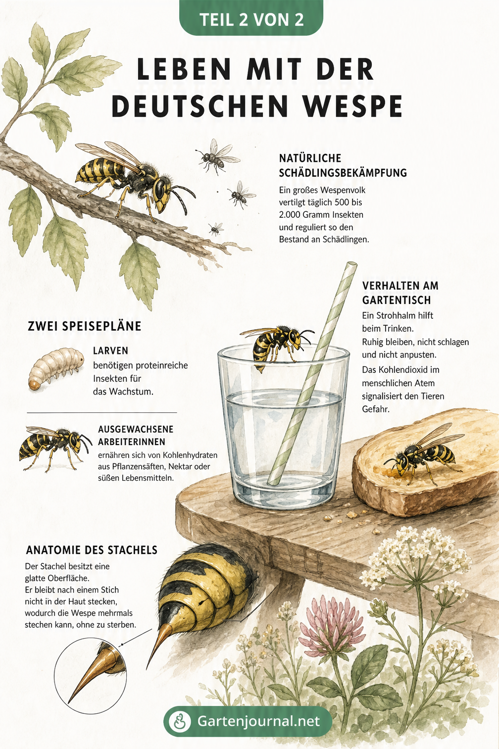 Illustration der Deutschen Wespe bei der Jagd und am Gartentisch, die ihre Rolle als Schädlingsbekämpfer und ihr Verhalten zeigt