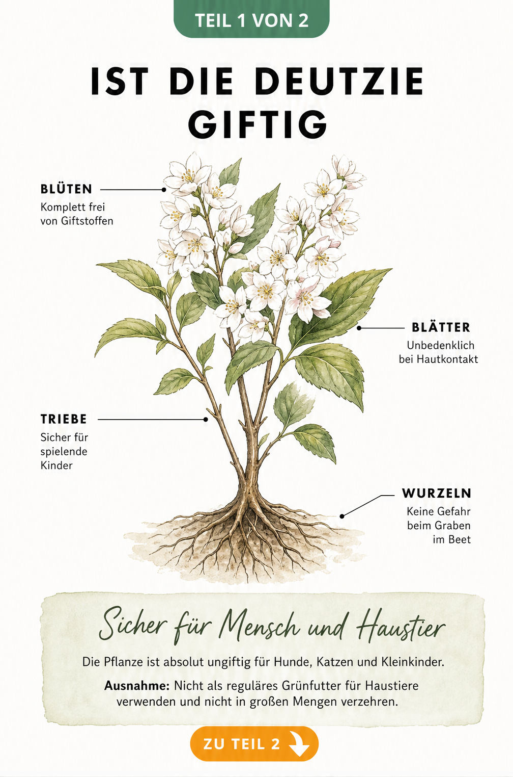 Botanische Illustration einer Deutzie mit Hinweisen zur Ungiftigkeit von Blüten, Blättern, Trieben und Wurzeln für Mensch und Tier.