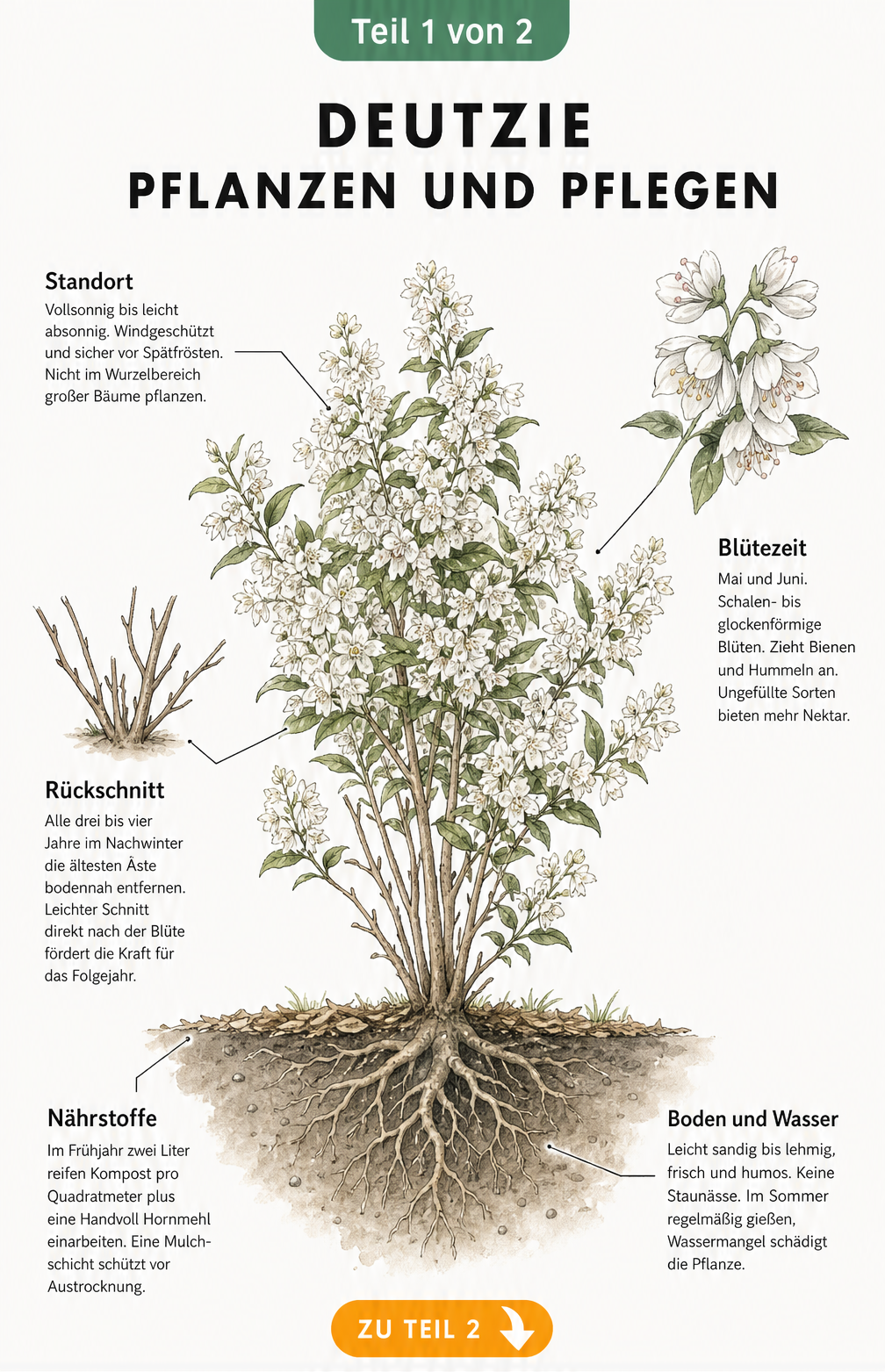 Botanische Illustration eines Deutzien-Strauchs mit Wurzelwerk und Pflegehinweisen zu Standort, Blütezeit, Rückschnitt, Boden und Nährstoffen