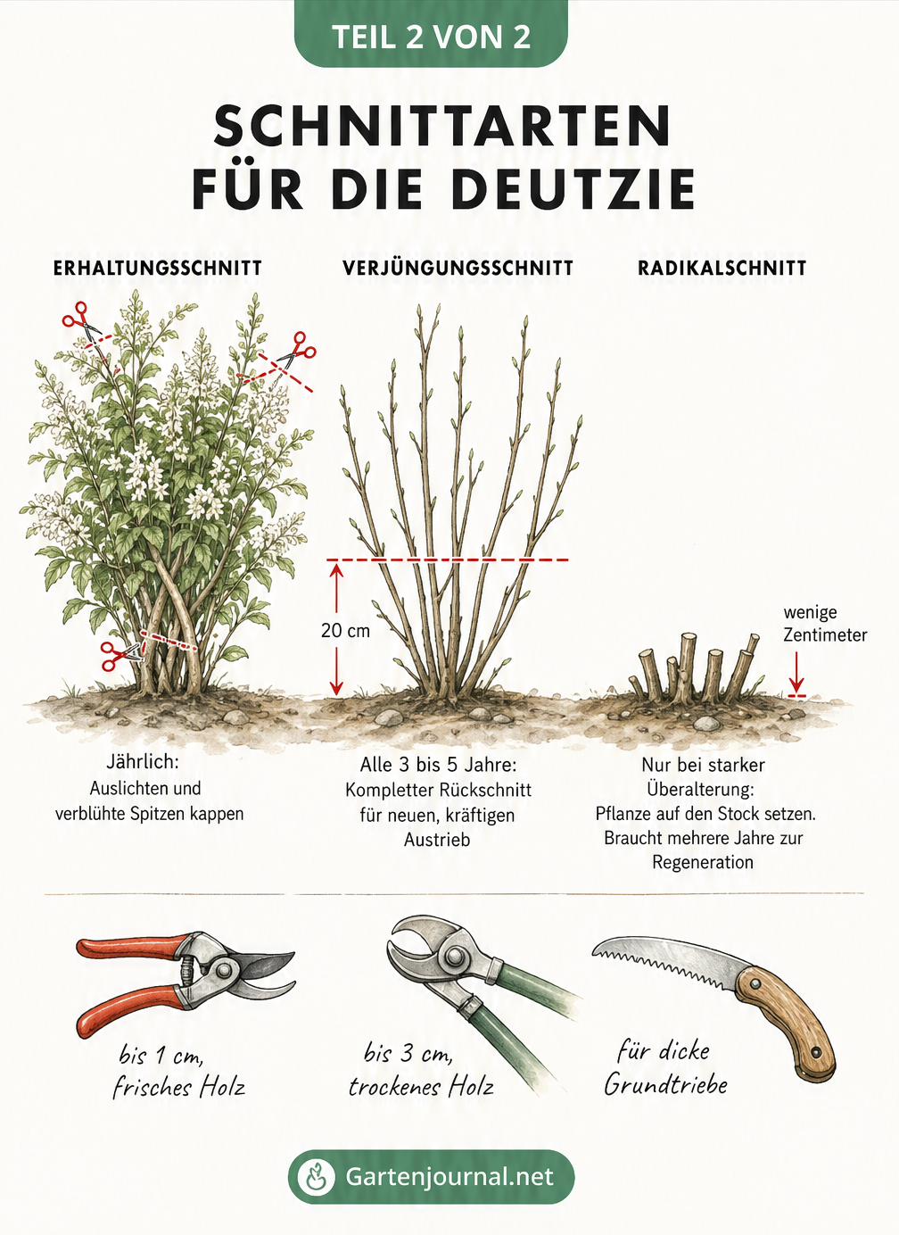 Drei Deutzien-Sträucher zeigen Erhaltungsschnitt, Verjüngungsschnitt und Radikalschnitt