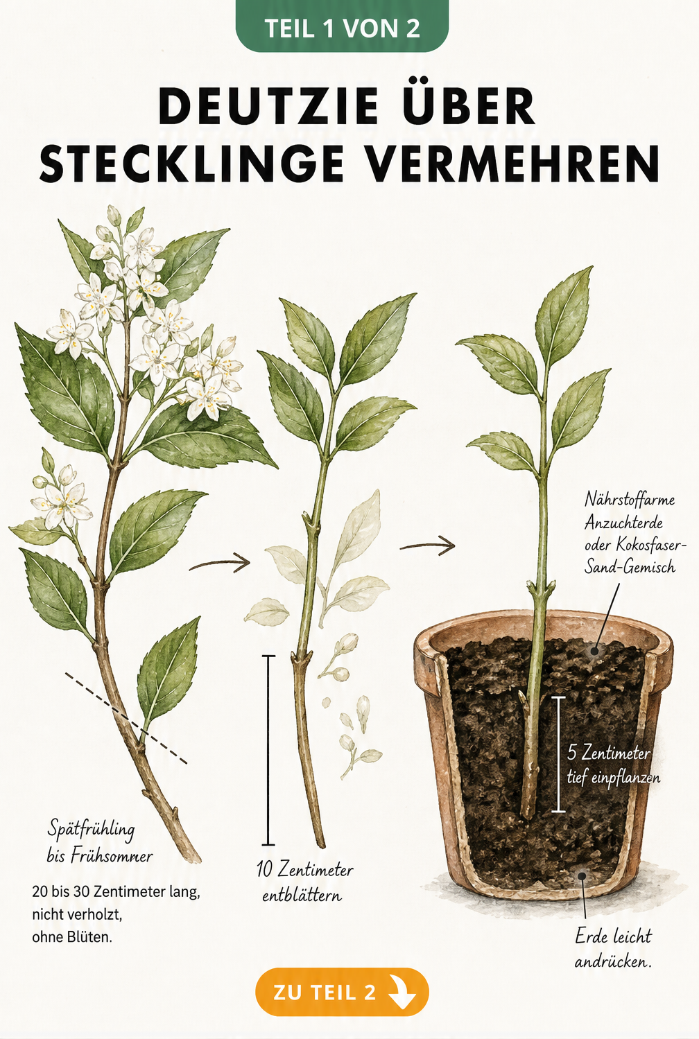 Botanische Illustration eines Deutzien-Zweigs und eines vorbereiteten Stecklings mit Maßangaben zum Entblättern und Einpflanzen