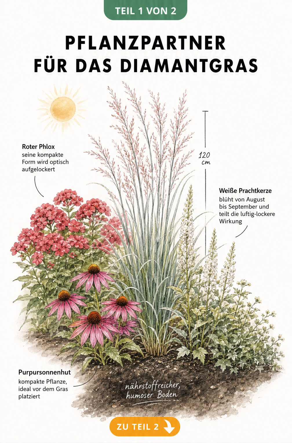 Illustration eines Diamantgrases im Beet mit Purpursonnenhut, Prachtkerze und Phlox als Pflanzpartner