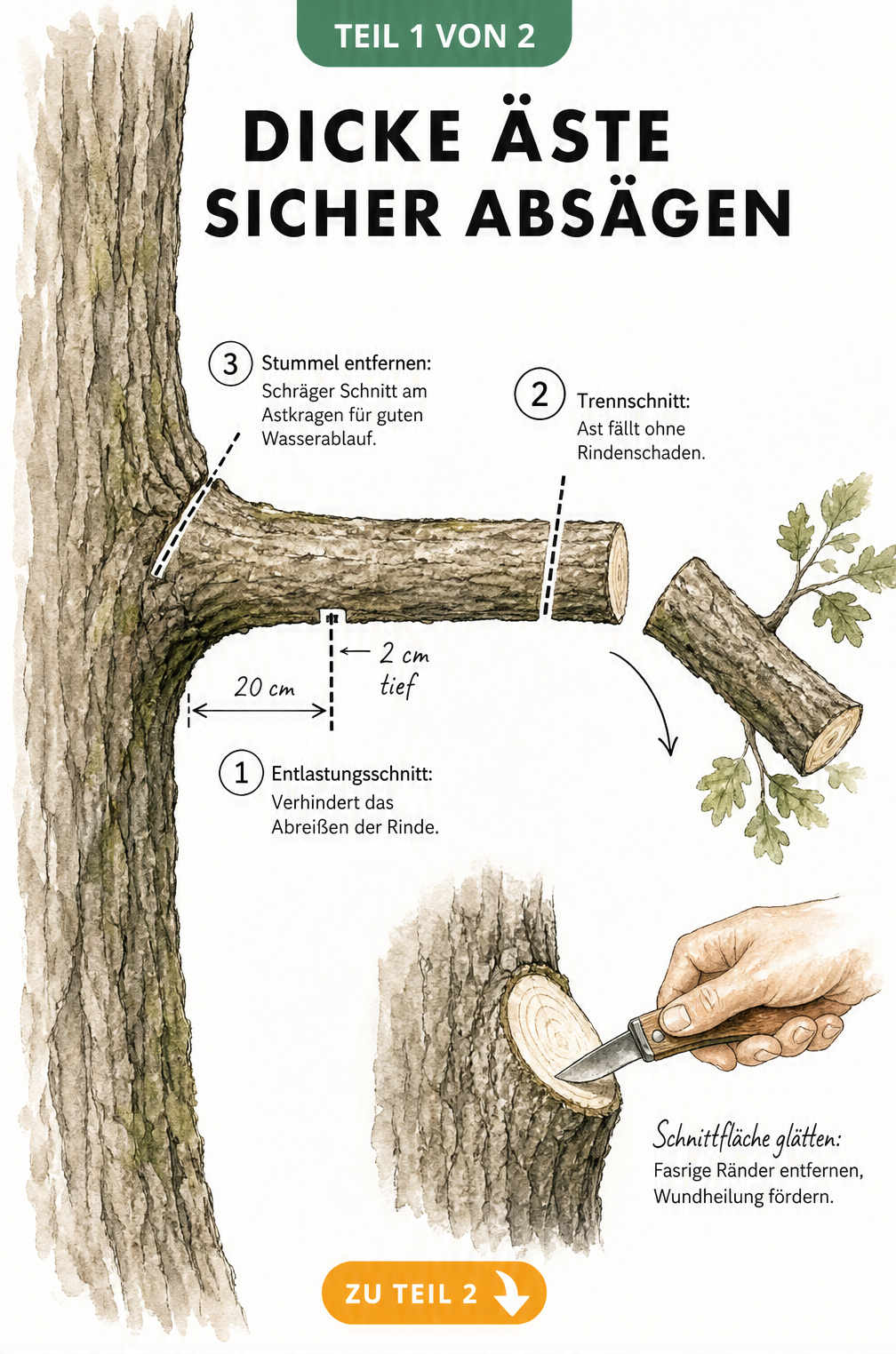 Illustration der Drei-Schritt-Technik zum sicheren Absägen dicker Äste am Baumstamm