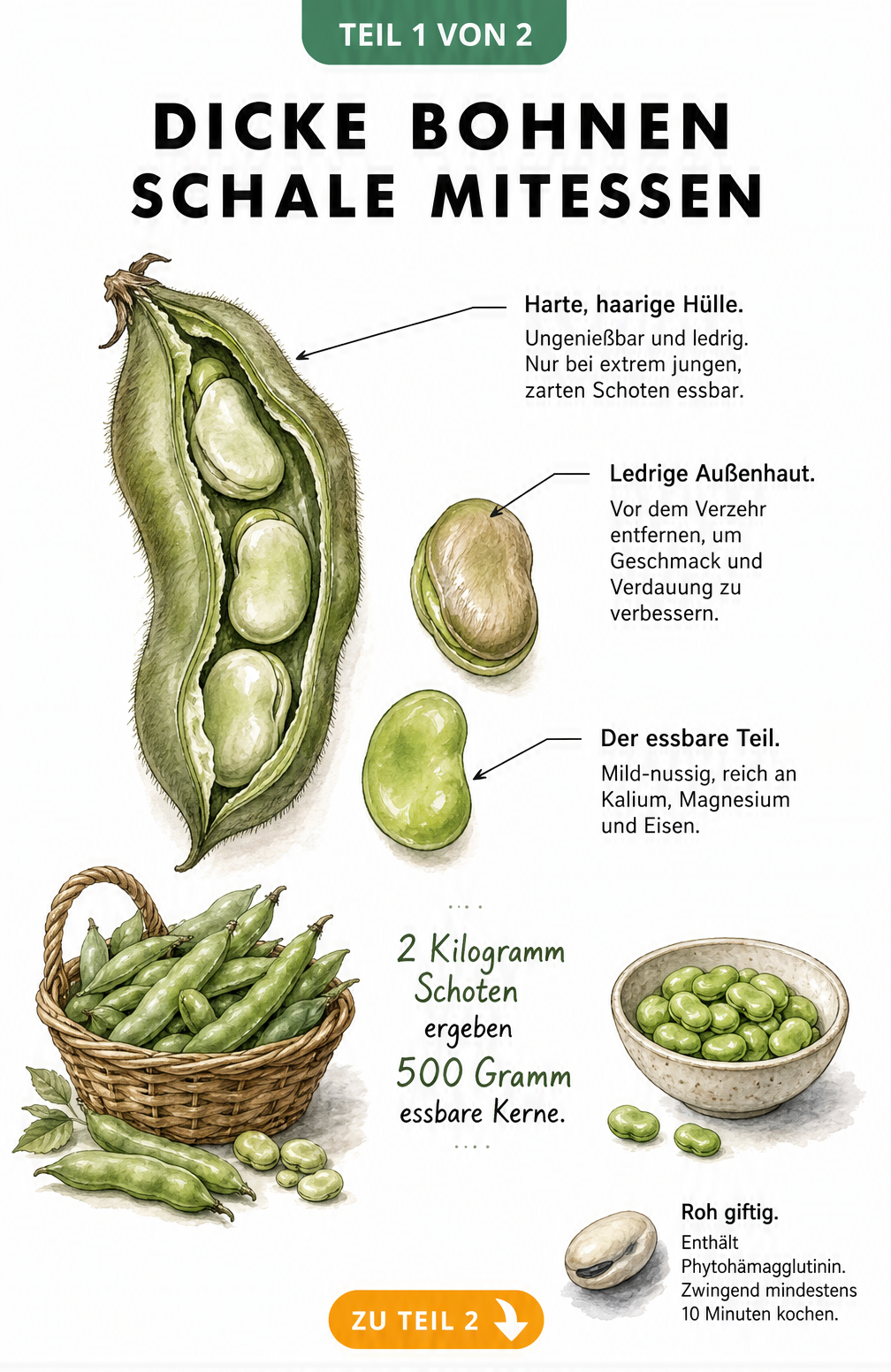 Botanische Schnittdarstellung einer dicken Bohne mit Außenschale, ledriger Haut und grünem Kern