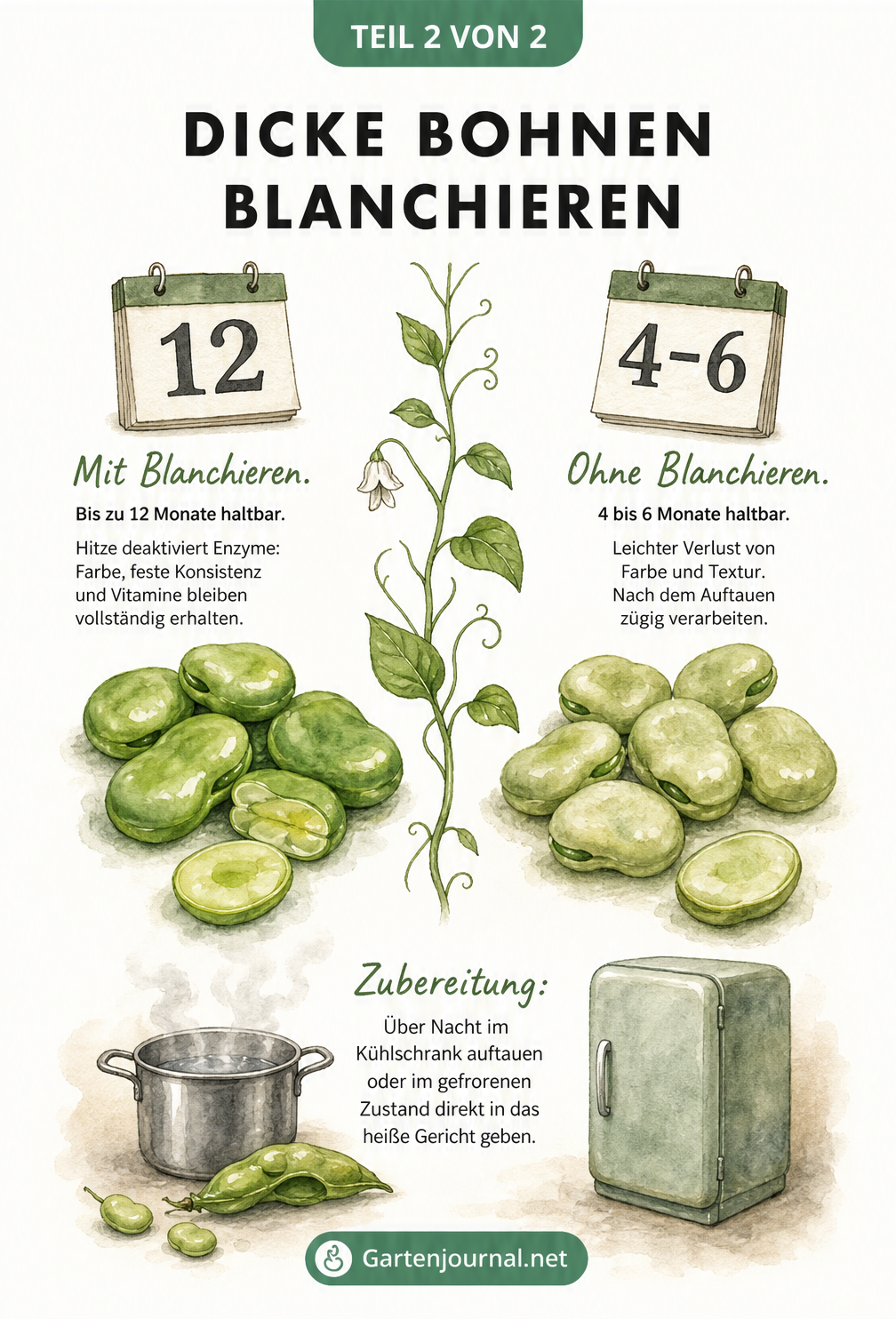 Vergleich von dicken Bohnen mit und ohne Blanchieren: Blanchierte Bohnen bleiben bis zu 12 Monate haltbar und behalten Farbe sowie Vitamine.
