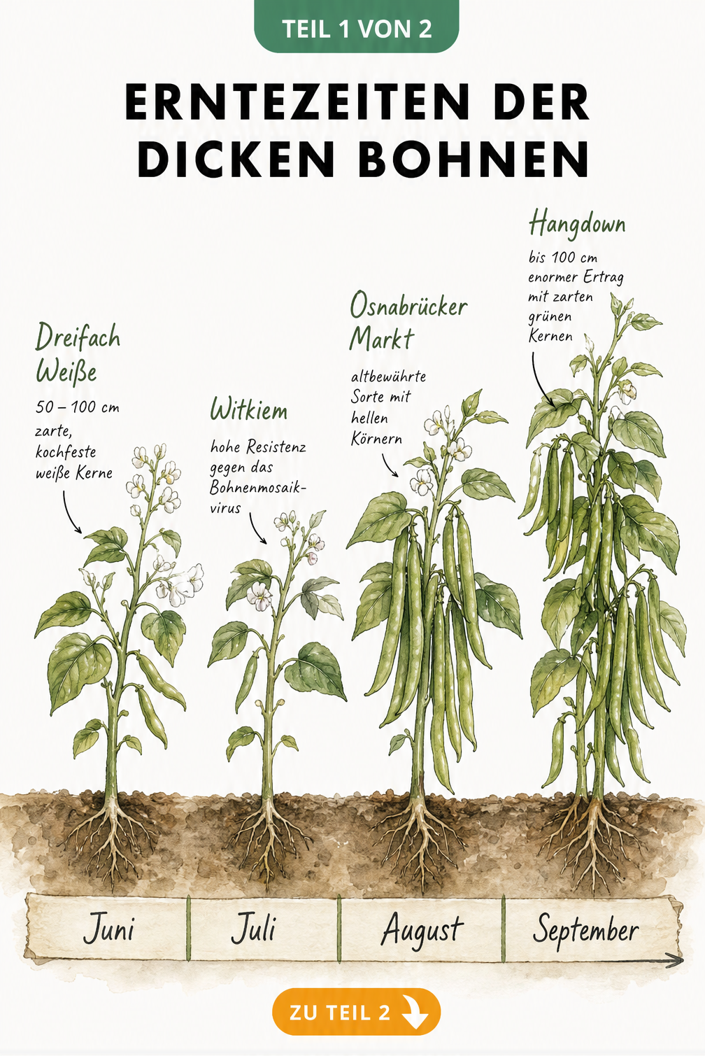 Illustration der Erntezeiten von Dicken Bohnen von Juni bis September mit den Sorten Dreifach Weiße, Witkiem, Osnabrücker Markt und Hangdown