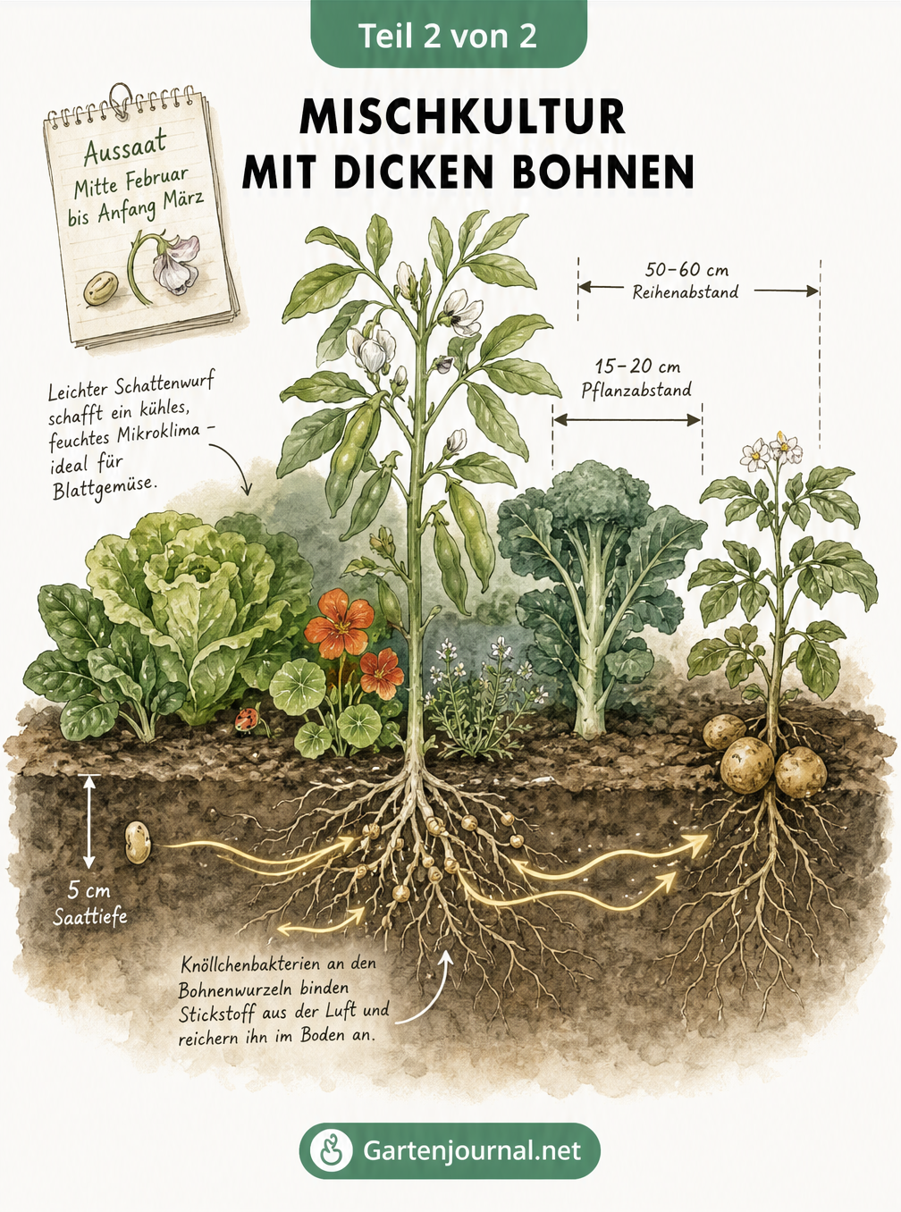 Querschnitt eines Gemüsebeets mit Dicken Bohnen, Brokkoli, Kartoffeln, Salat und Spinat, der die Stickstoffanreicherung und ideale Pflanzabstände zeigt.