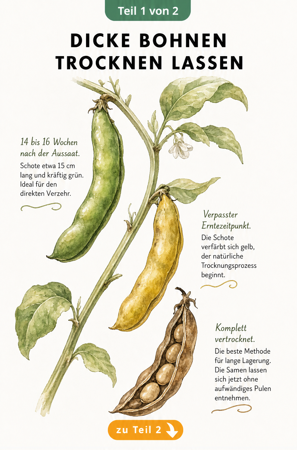 Botanische Illustration einer Dicken Bohne, die den Reife- und Trocknungsprozess an der Pflanze in drei Stadien zeigt: von der grünen Schote bis zur braunen,...