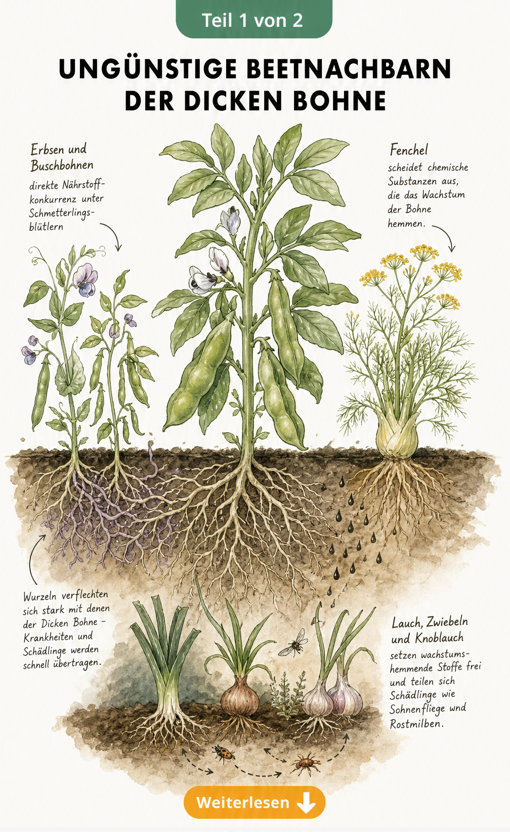 Illustration der Dicken Bohne mit schlechten Beetnachbarn wie Erbsen, Buschbohnen, Fenchel und Lauchgewächsen, die Nährstoffkonkurrenz und...