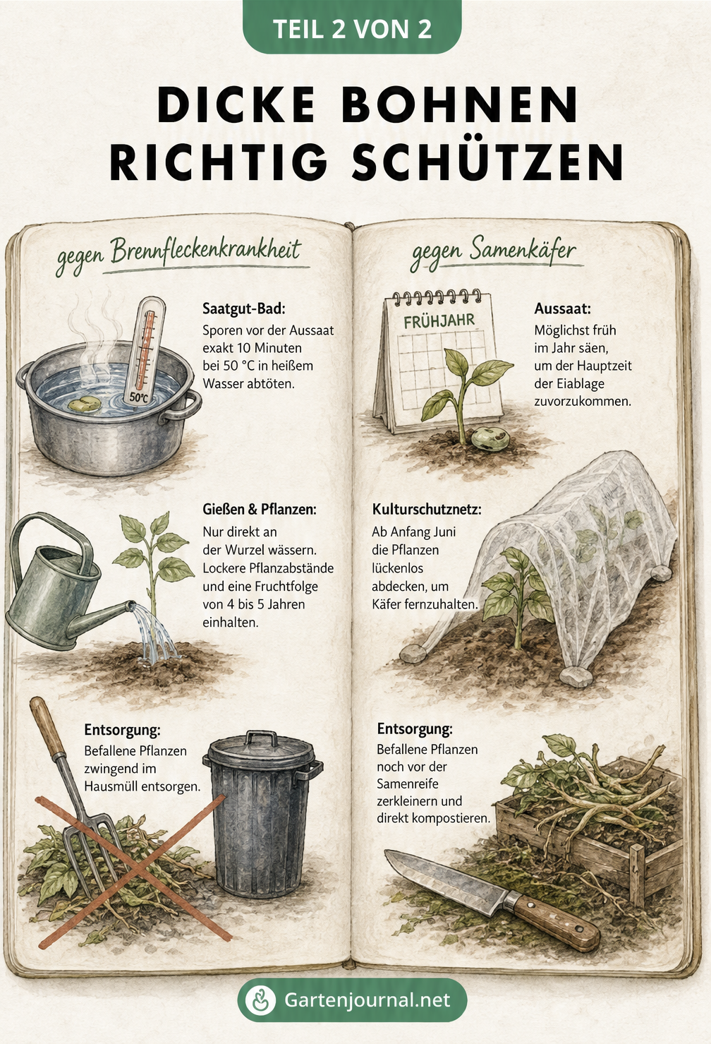Illustration von Schutzmaßnahmen für Dicke Bohnen: Saatgut-Bad, richtiges Gießen, Entsorgung, frühe Aussaat und Kulturschutznetz