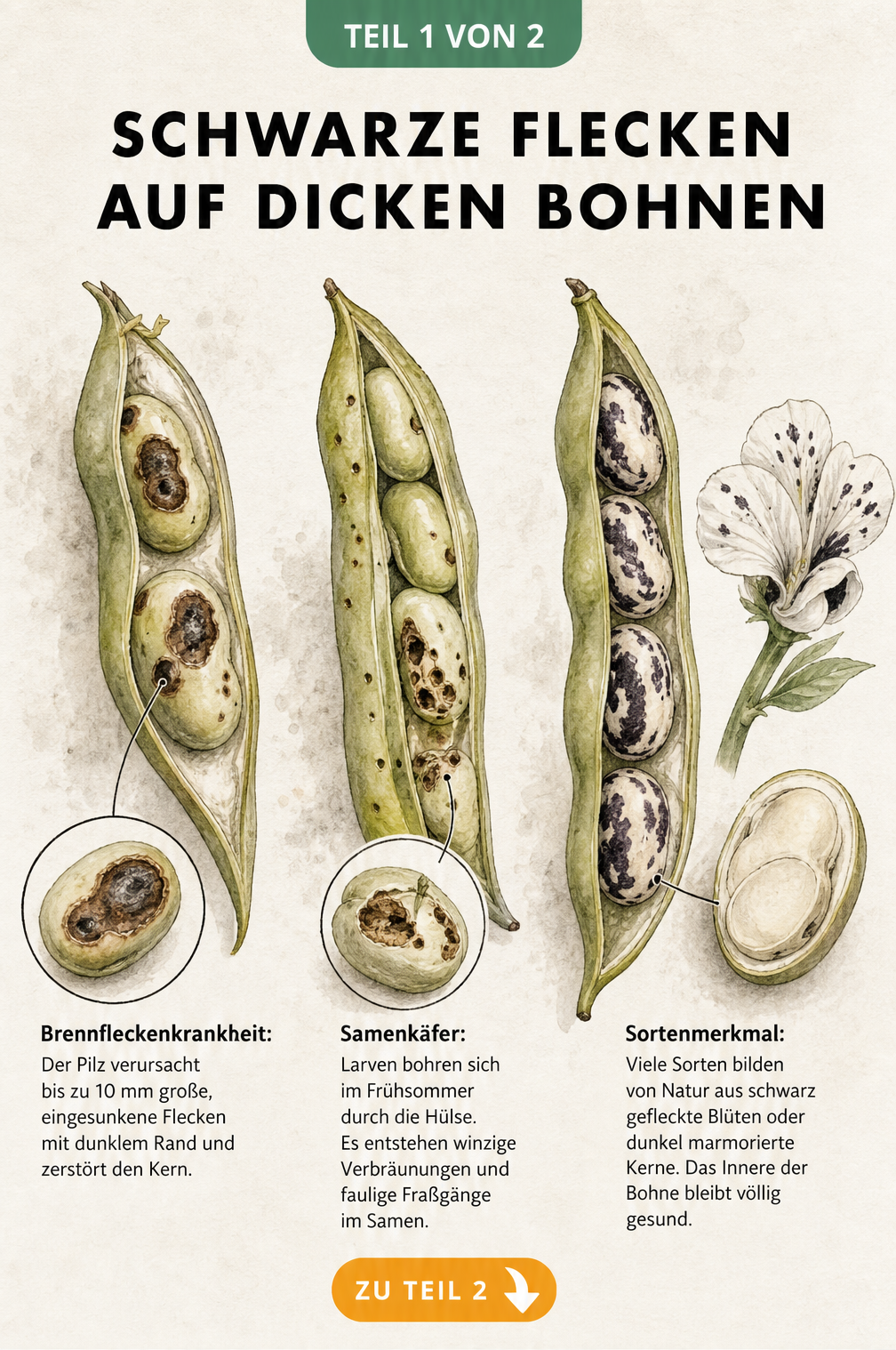 Botanische Illustration von drei Bohnenhülsen, die Brennfleckenkrankheit, Samenkäferbefall und gesunde sortentypische Merkmale zeigen