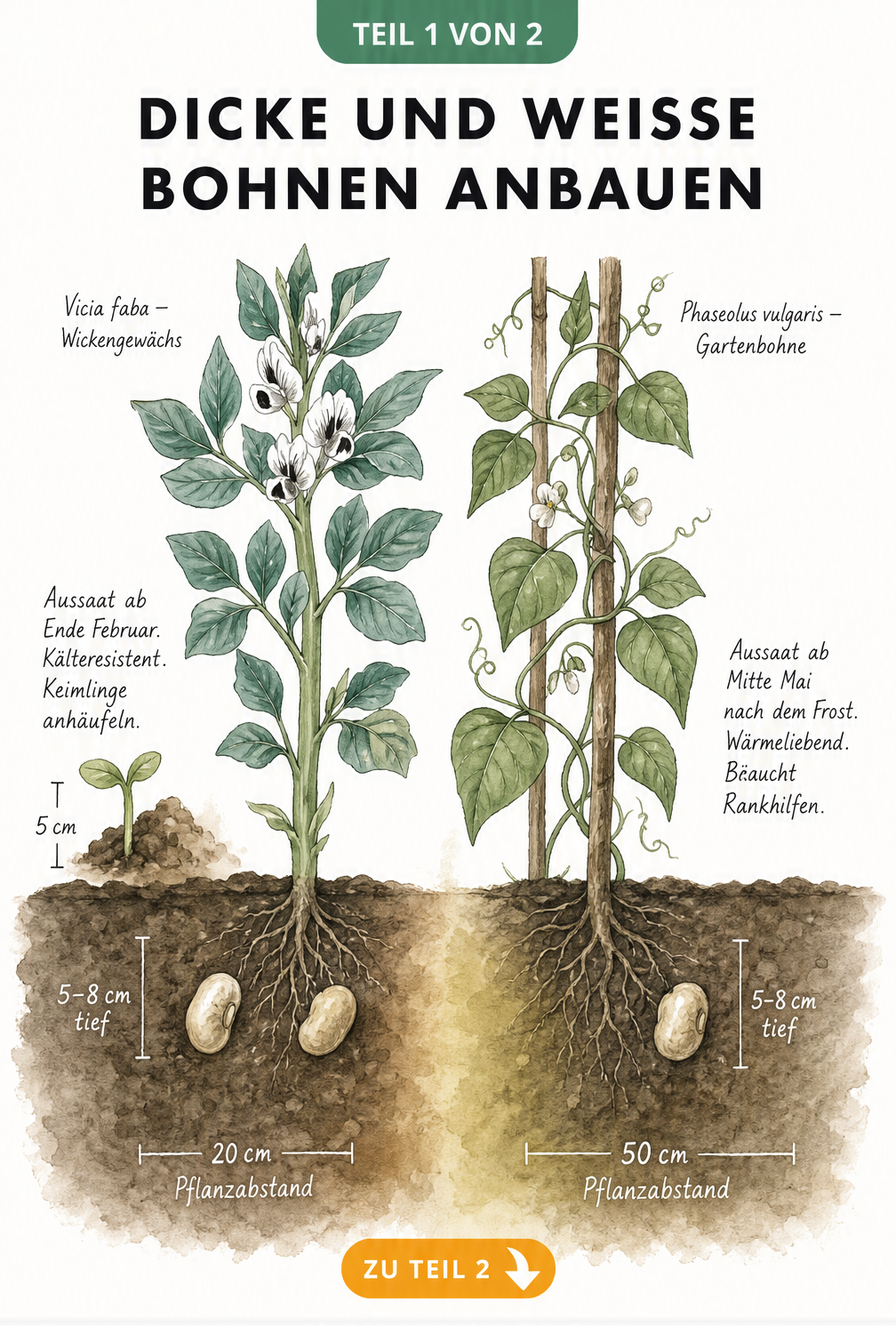 Botanische Illustration von Dicken Bohnen und Weißen Bohnen im Querschnitt mit Pflanzabständen und Keimlingen