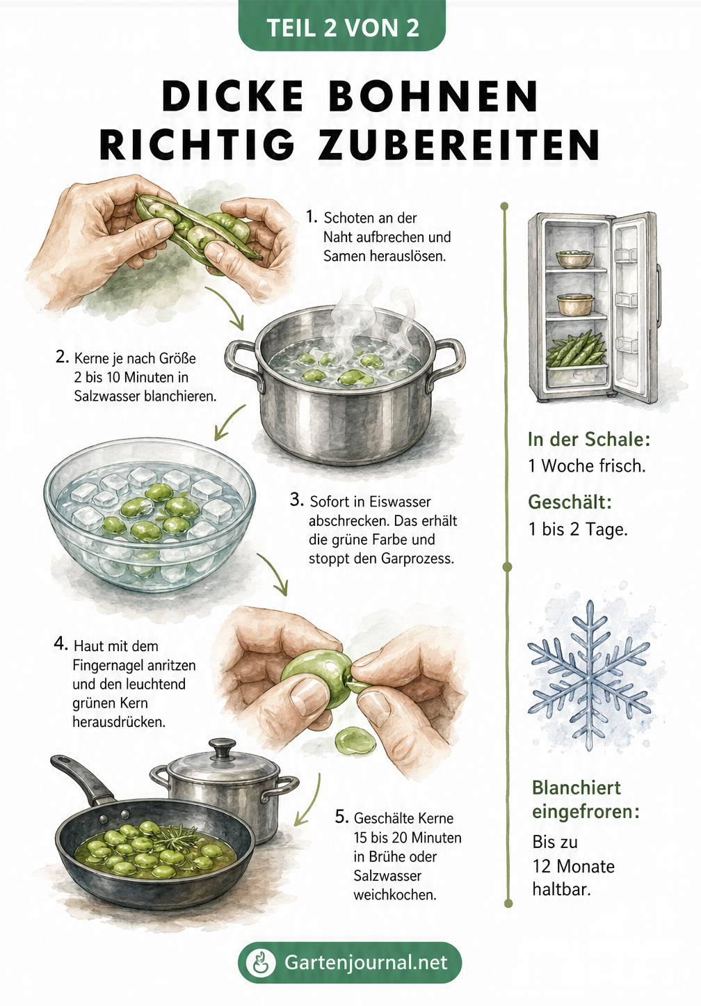 Illustration der Zubereitungsschritte für dicke Bohnen vom Aufbrechen der Schote bis zum Kochen