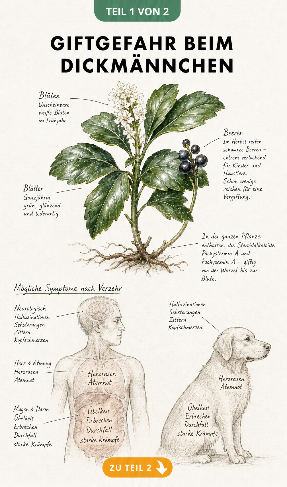 Botanische Illustration des Dickmännchens mit Hinweisen auf giftige Pflanzenteile und körperliche Reaktionen bei Mensch und Hund