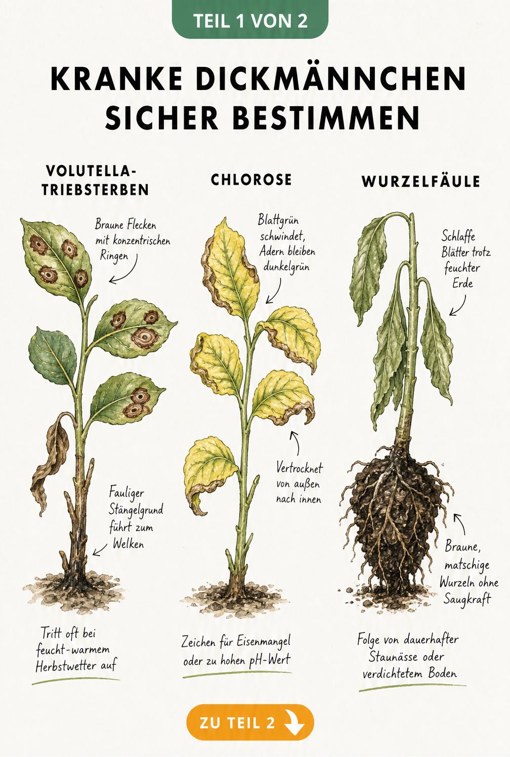 Illustration von drei Dickmännchen-Trieben mit Symptomen von Volutella-Triebsterben, Chlorose und Wurzelfäule