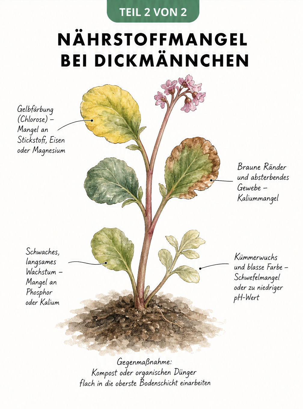 Detaillierte Zeichnung eines Dickmännchen-Triebs mit verschiedenen Blattverfärbungen, die auf Nährstoffmangel wie Stickstoff, Kalium oder Phosphor hinweisen.
