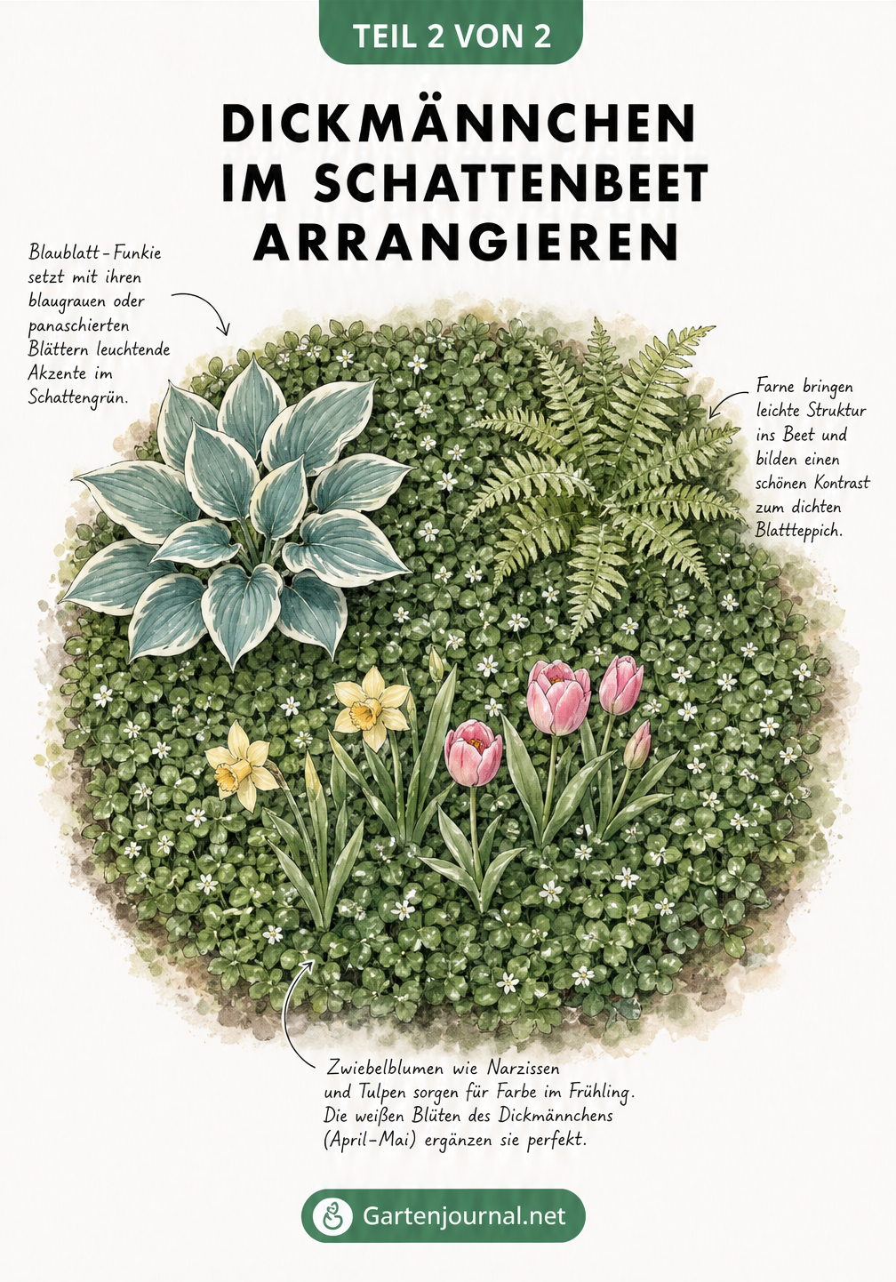 Aquarell-Illustration eines Schattenbeets mit Dickmännchen, Funkie, Farn und Frühlingsblühern