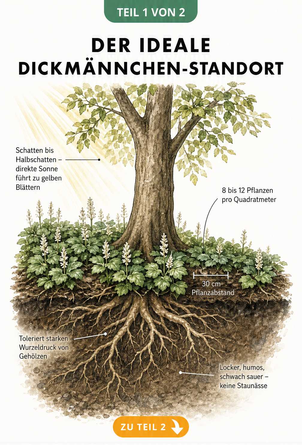 Illustration eines Dickmännchens als Bodendecker unter einem Baum mit Hinweisen zu Standort und Pflanzabstand
