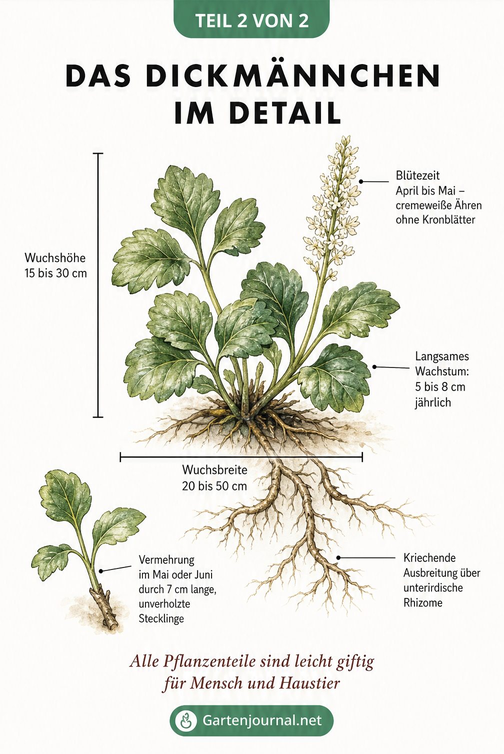 Botanische Zeichnung eines Dickmännchens mit Details zu Wuchshöhe, Blütezeit und Vermehrung