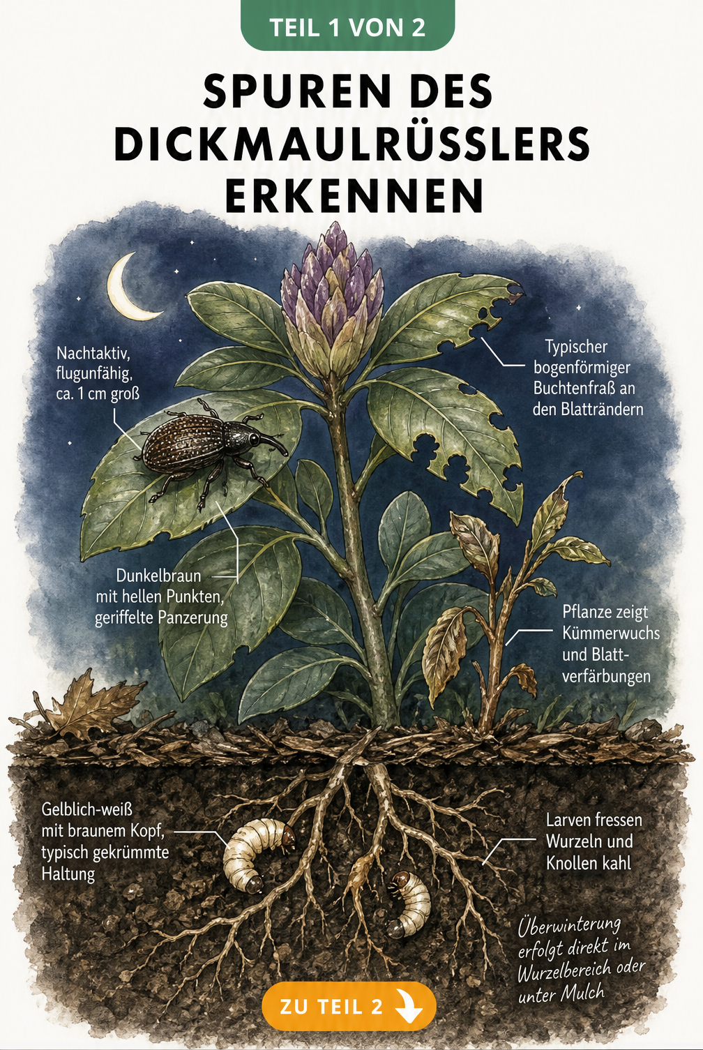 Illustration eines Rhododendrons mit Dickmaulrüssler-Befall: Käfer auf den Blättern und Larven an den Wurzeln