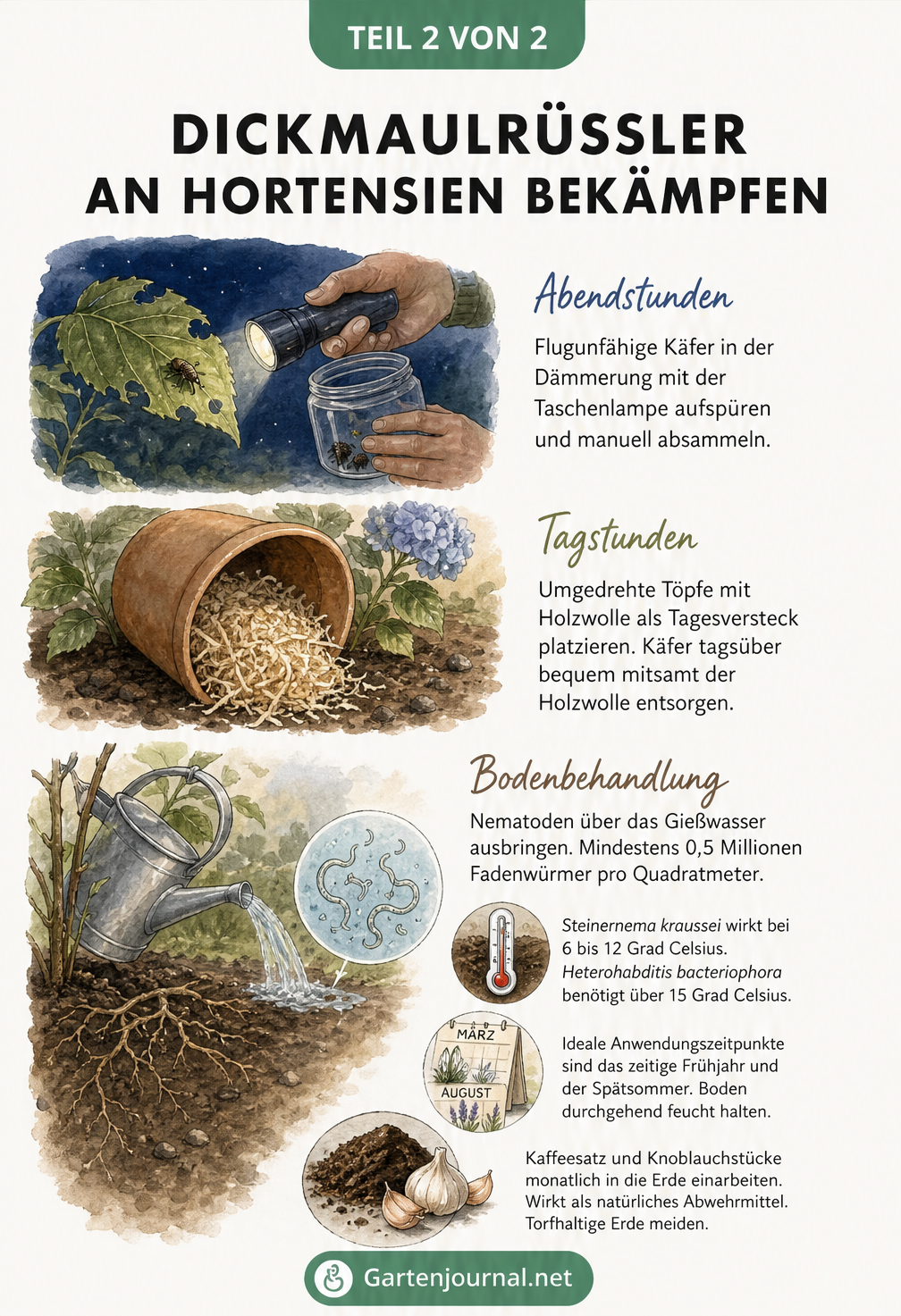 Illustration zur Bekämpfung des Dickmaulrüsslers mit Nematoden, Holzwolle-Fallen und Absammeln