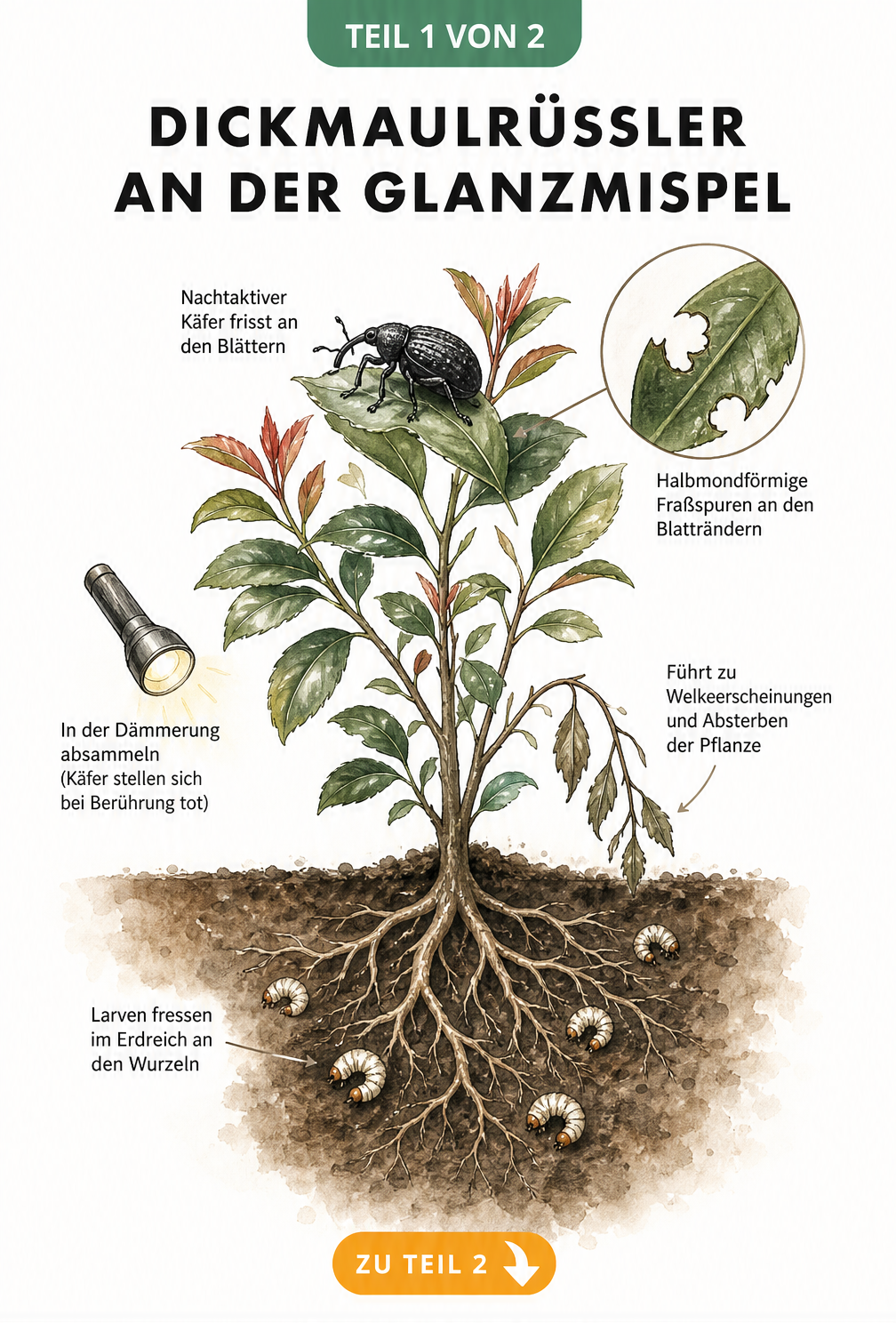 Illustration einer Glanzmispel mit Fraßspuren an den Blättern durch den Dickmaulrüssler und Larven an den Wurzeln