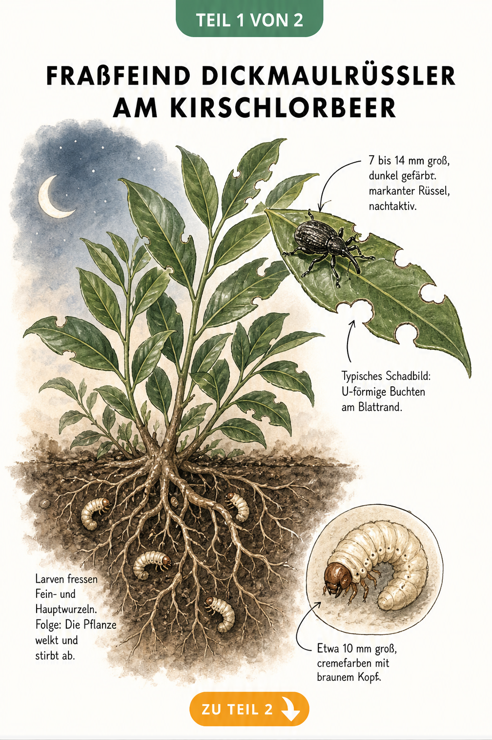 Illustration eines Kirschlorbeers mit Fraßspuren durch den Dickmaulrüssler und Larven an den Wurzeln