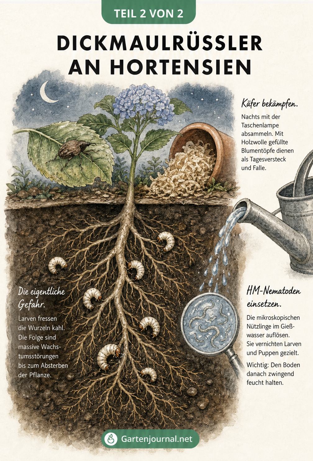 Querschnitt einer Hortensie im Beet mit Dickmaulrüssler am Blatt und Larven an den Wurzeln sowie Nematoden im Gießwasser