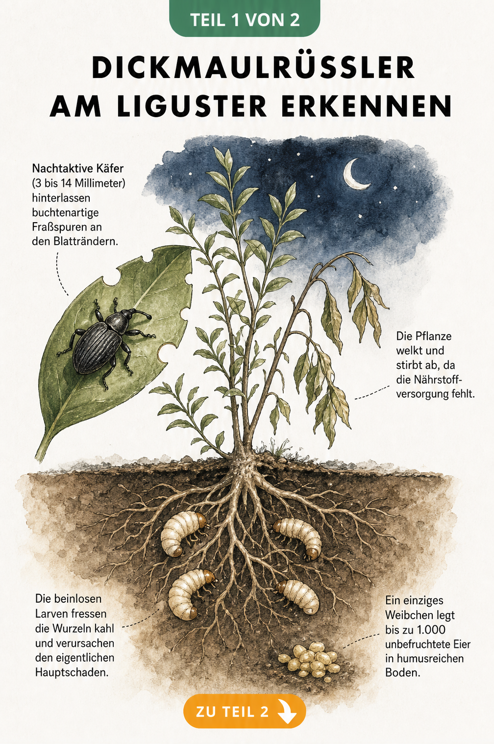 Botanische Schnittdarstellung eines Ligusters mit Dickmaulrüssler, buchtenartigen Fraßspuren an Blättern und Larven an den Wurzeln im Erdreich.