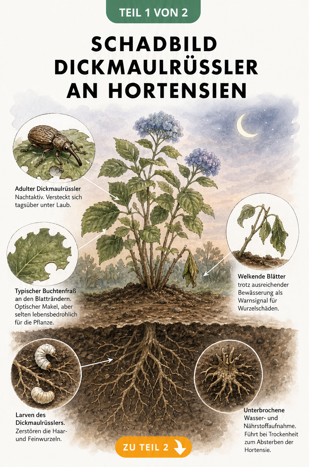 Botanische Schnittzeichnung einer Hortensie mit Dickmaulrüssler und Larven an den Wurzeln