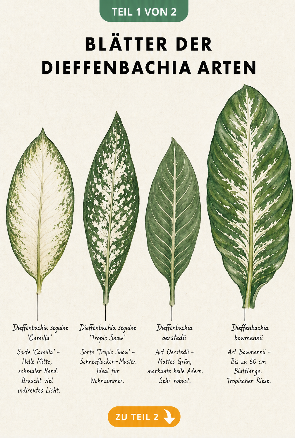 Illustration von vier Dieffenbachia-Blättern der Sorten Camilla, Tropic Snow, Oerstedii und Bowmannii mit ihren Merkmalen