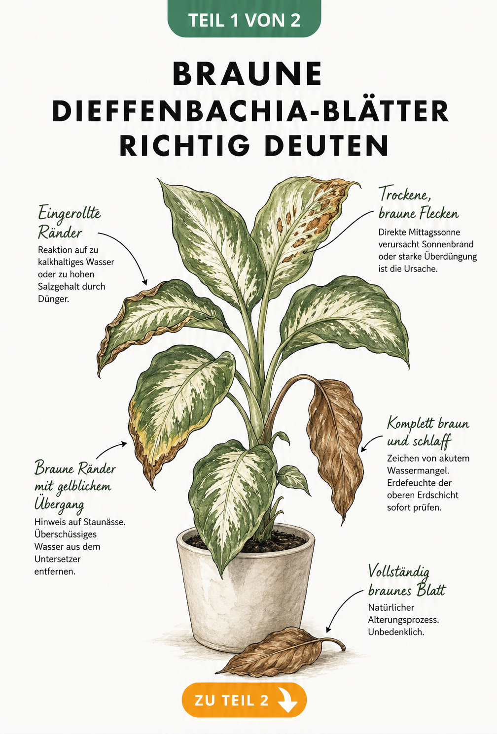 Botanische Illustration einer Dieffenbachia, die verschiedene Ursachen für braune Blätter wie Wassermangel, Staunässe und Sonnenbrand zeigt.