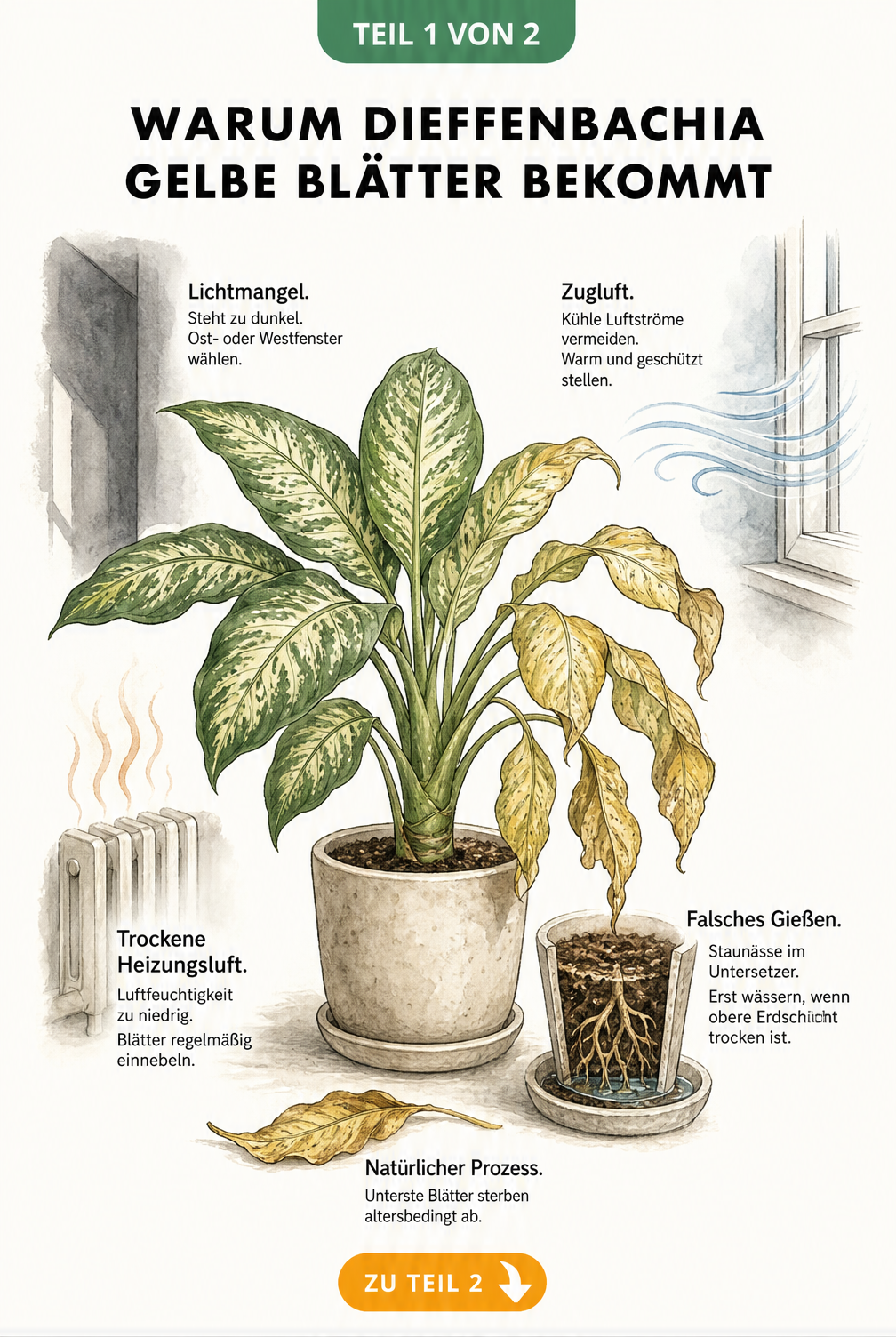 Illustration einer Dieffenbachia mit gelben Blättern und den Ursachen Lichtmangel, Zugluft, trockene Heizungsluft und falsches Gießen.