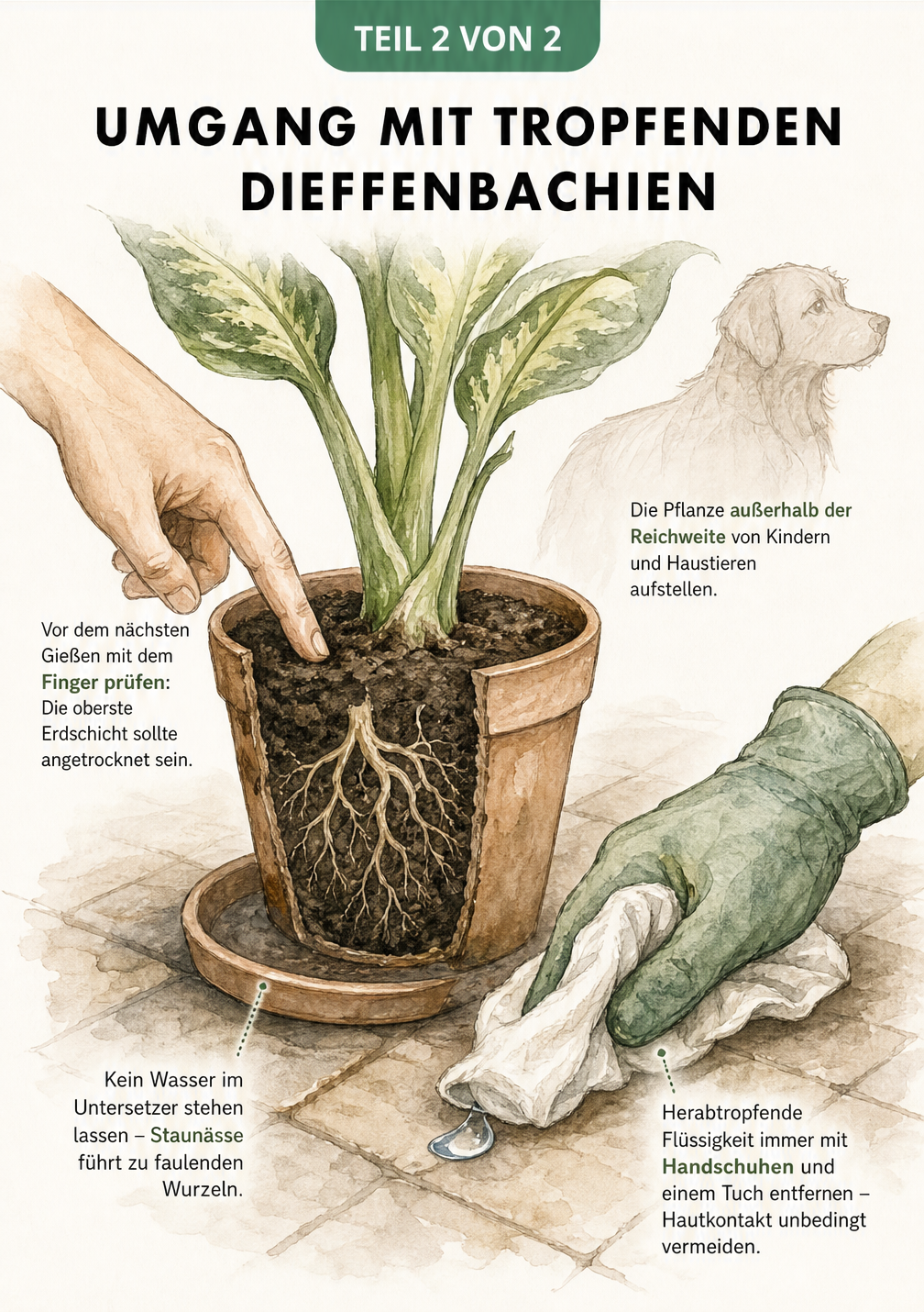 Gezeichnete Szene zur Pflege der Dieffenbachia, die das Prüfen der trockenen Erde, einen leeren Untersetzer sowie das sichere Aufwischen von Tropfen mit...