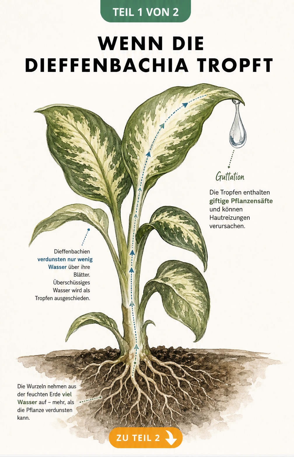 Botanische Illustration einer Dieffenbachia im Querschnitt, die den Weg des Wassers von den Wurzeln bis zu den Blättern und die Entstehung giftiger...