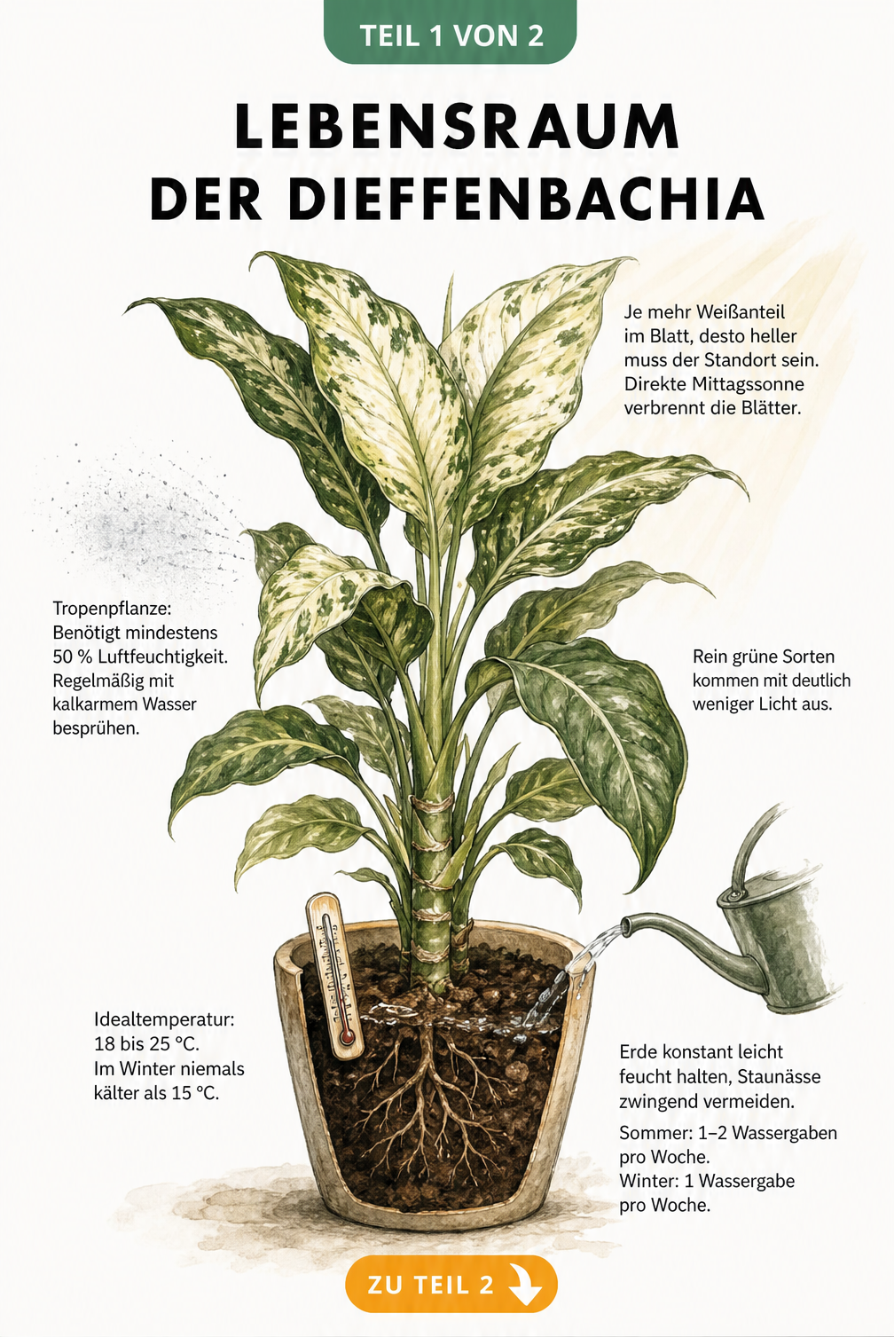 Illustration einer Dieffenbachia mit Hinweisen zu Lichtbedarf, Temperatur und Gießverhalten