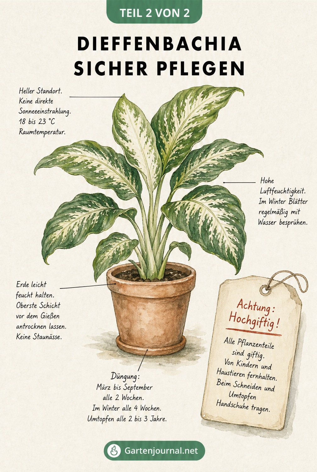 Illustration einer Dieffenbachia im Terrakotta-Topf mit Pflegetipps zu Licht, Wasser, Dünger und einem Warnhinweis zur Giftigkeit