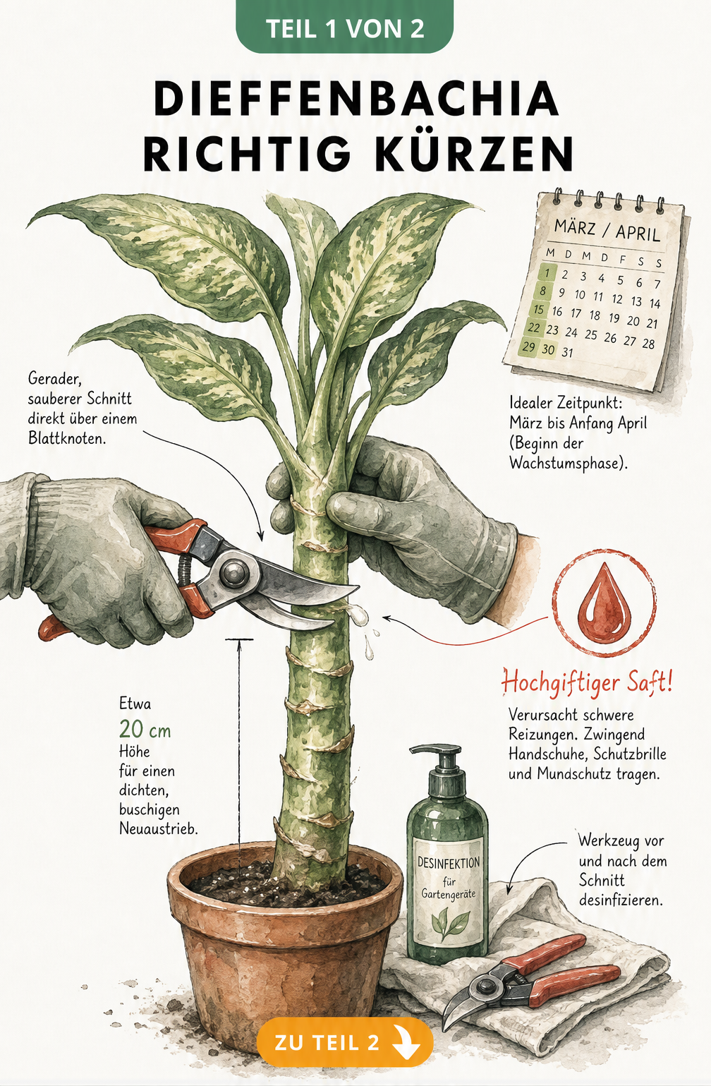 Illustration einer Dieffenbachia beim Rückschnitt mit Gartenschere, Handschuhen und Desinfektionsmittel