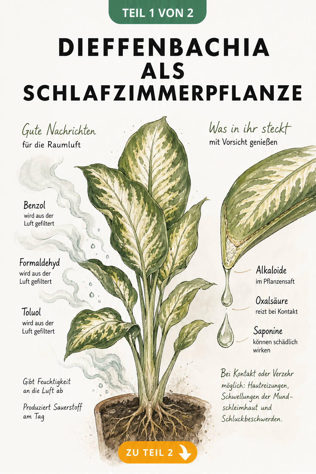 Querschnitt einer Dieffenbachia mit Darstellung der Luftreinigung und toxischen Inhaltsstoffe