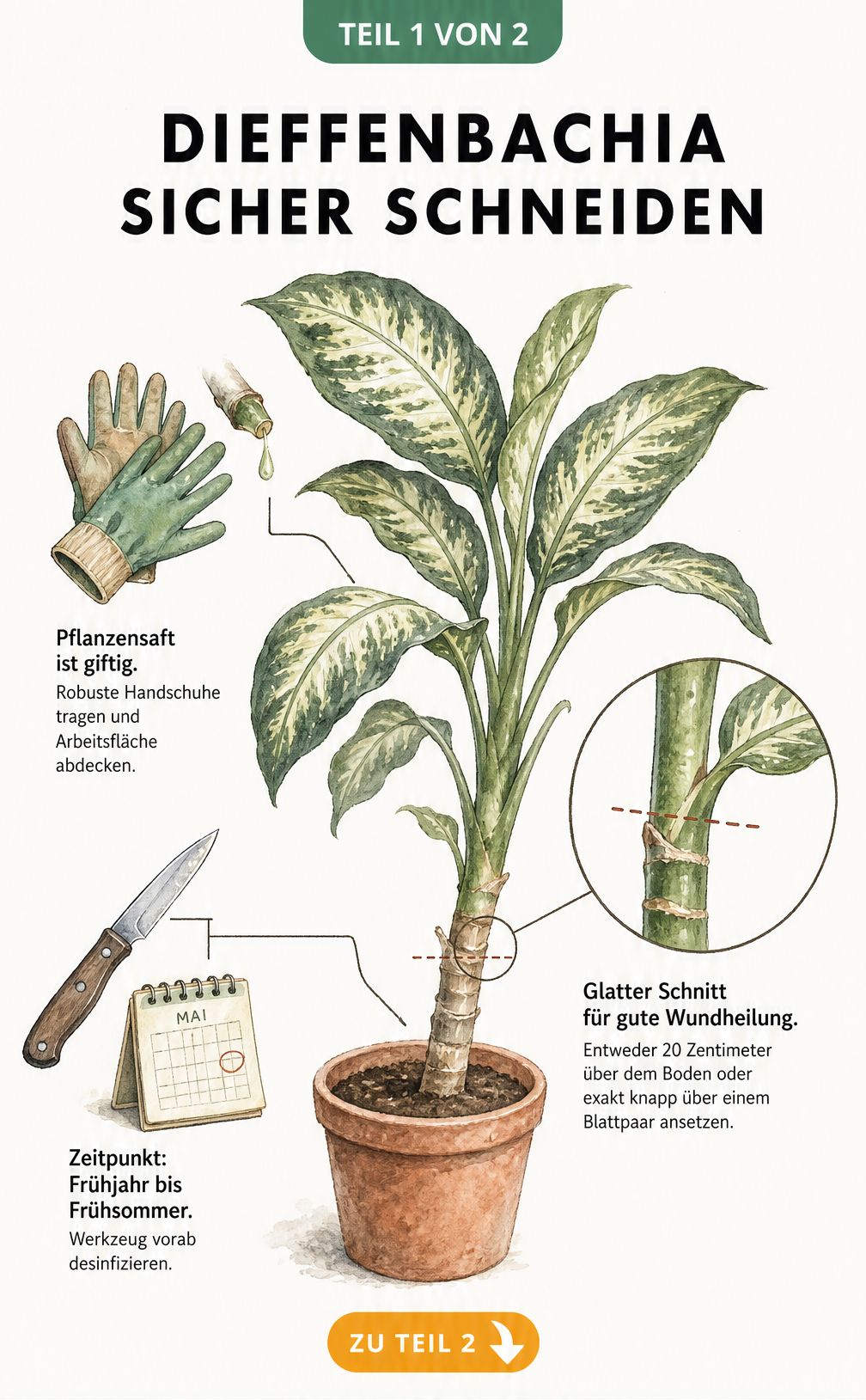 Illustration einer Dieffenbachia mit Schnittmarkierungen, Handschuhen und Gartenmesser