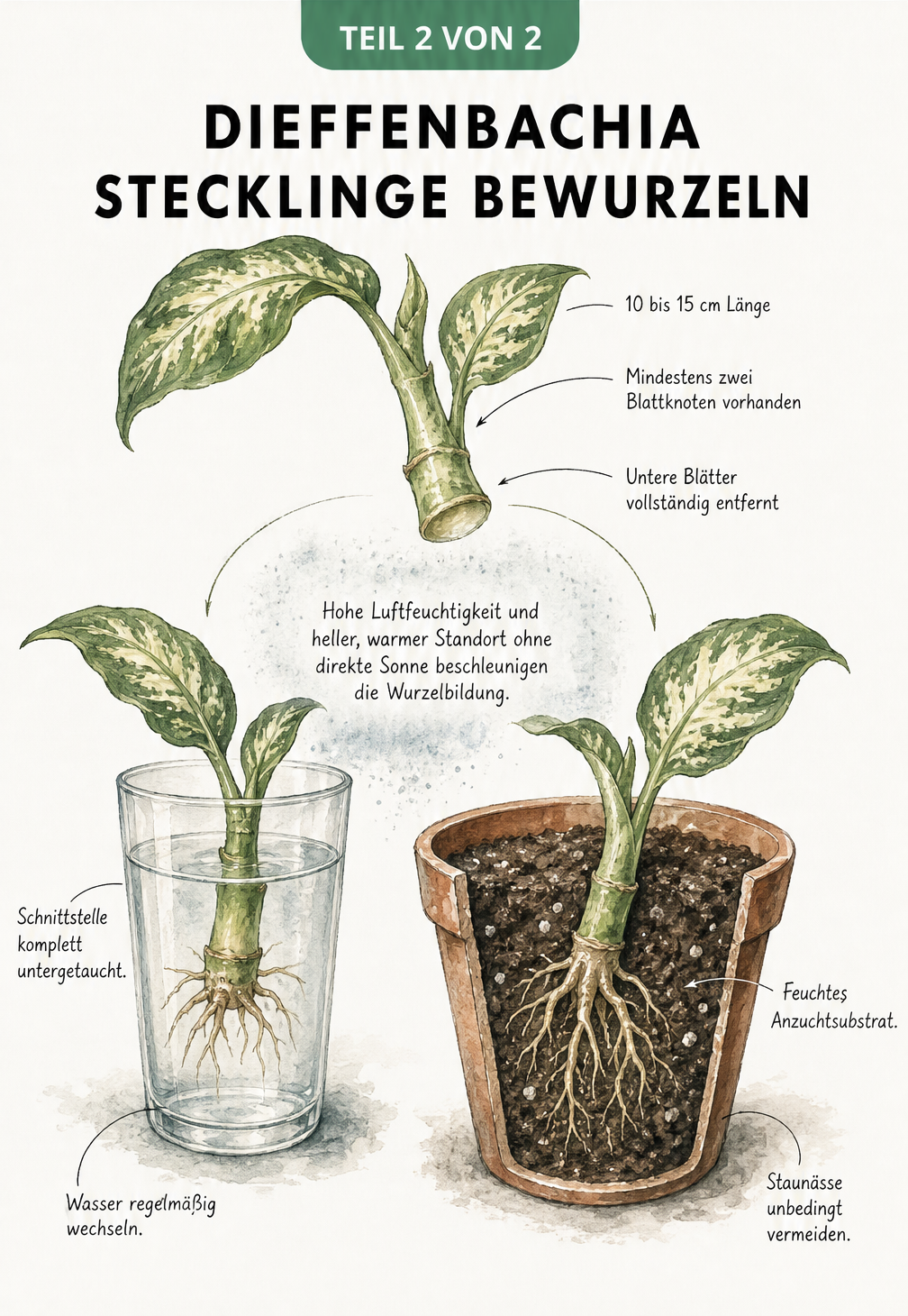 Illustration zur Vermehrung von Dieffenbachia-Stecklingen in Wasser und Erde