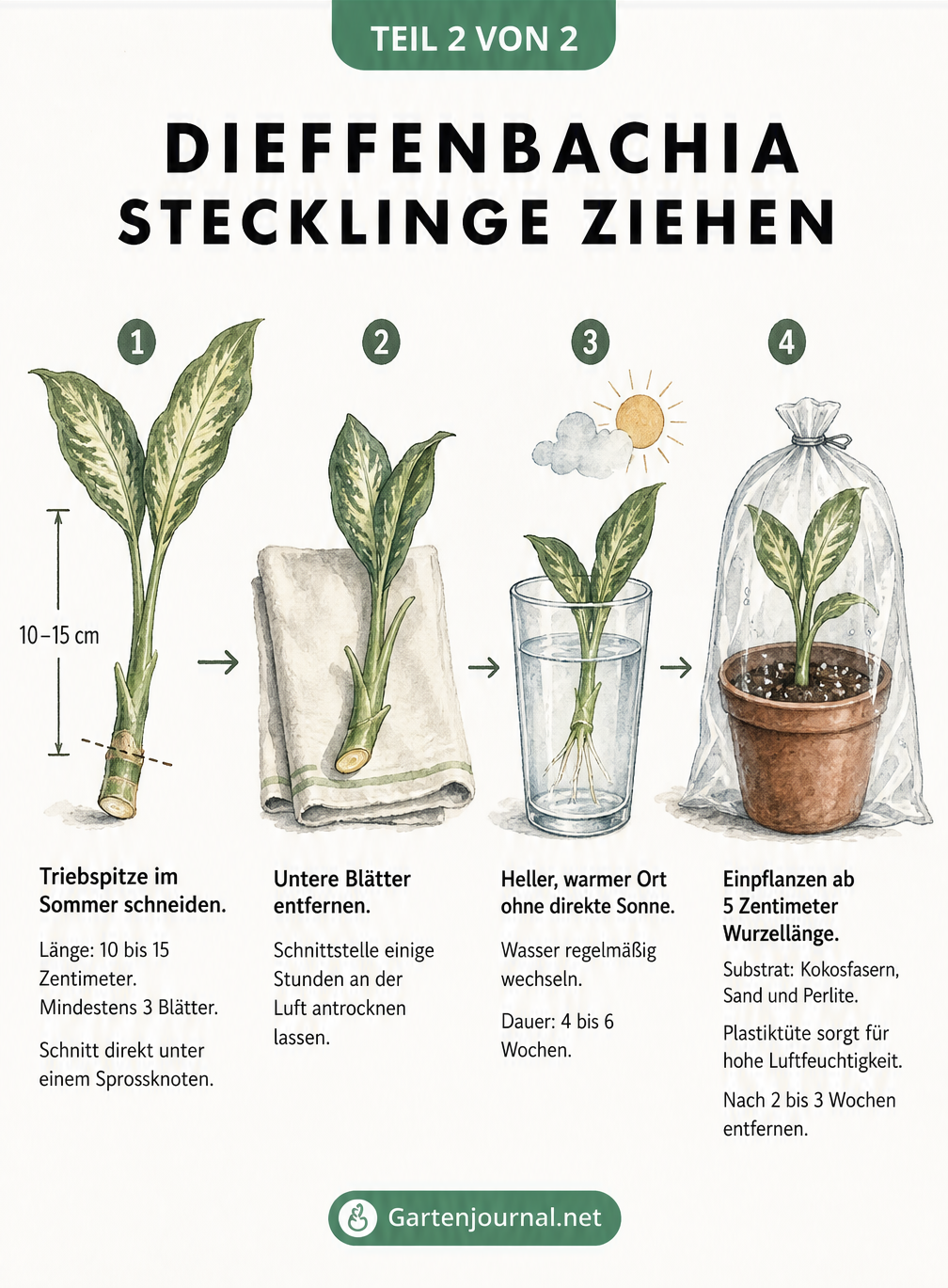 Vier Schritte zur Vermehrung einer Dieffenbachia durch Stecklinge im Wasserglas und Topf